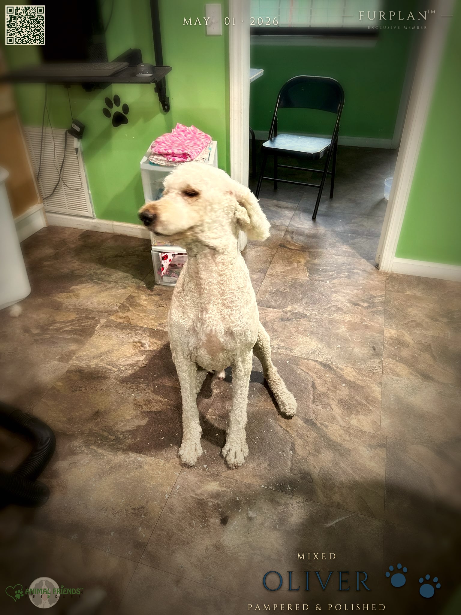 oliver - Grooming at Animal Friends Pet Care