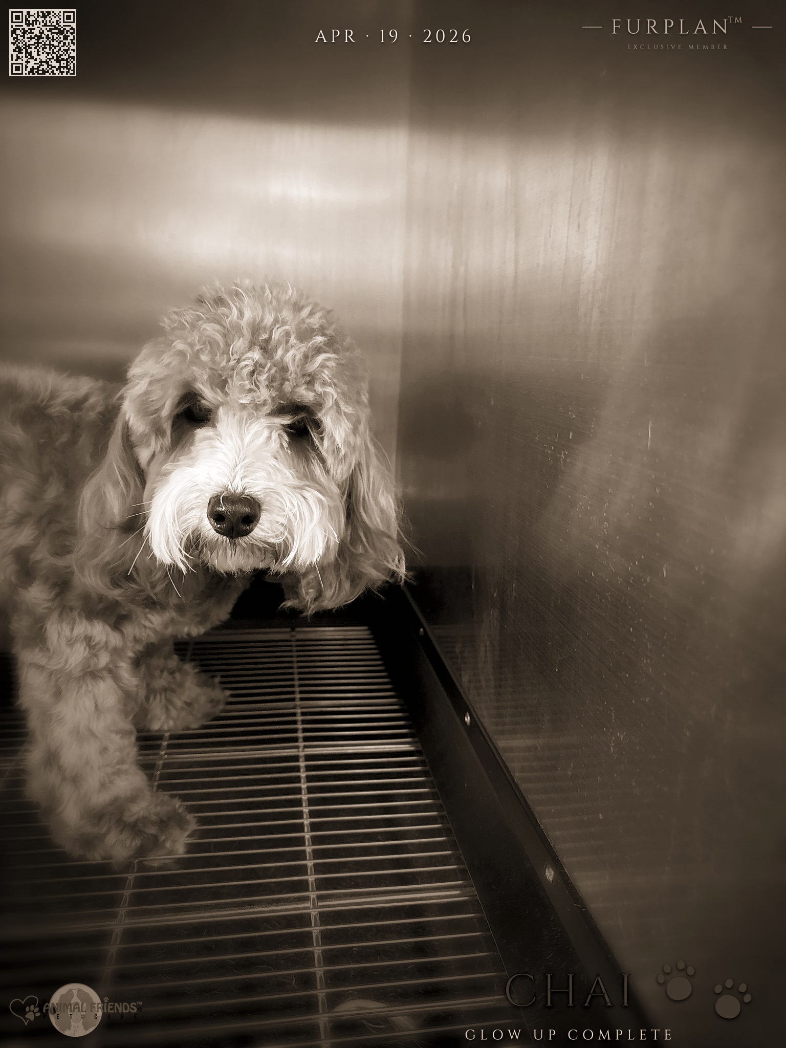 Chai - Grooming at Animal Friends Pet Care