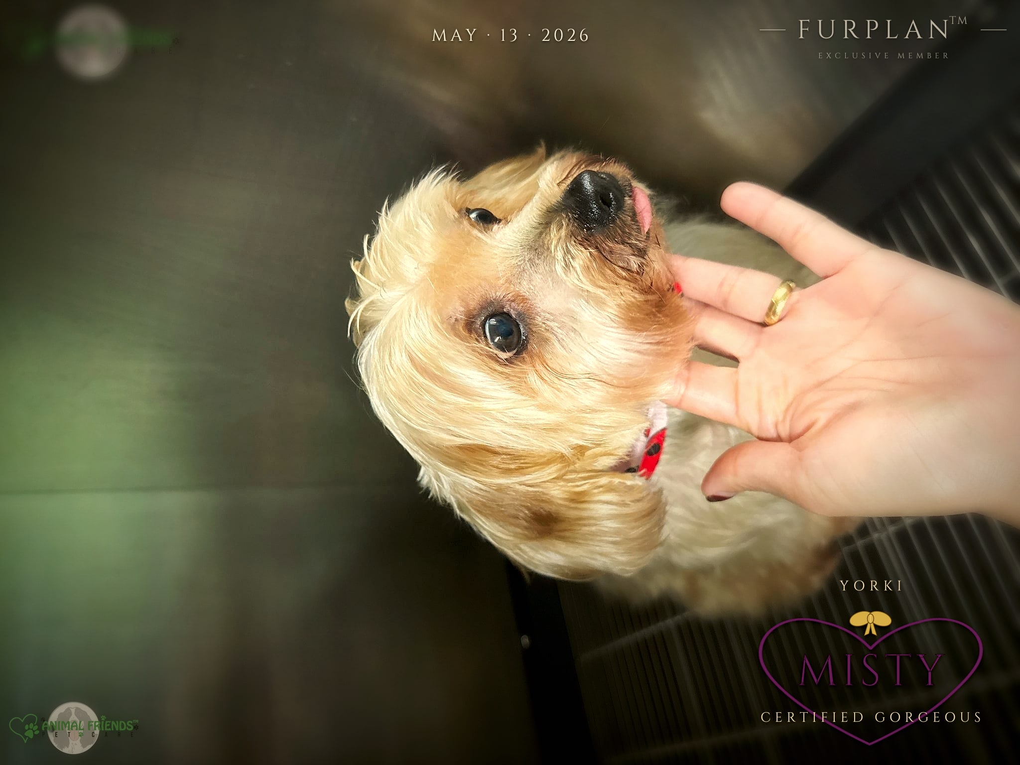 Misty - Grooming at Animal Friends Pet Care