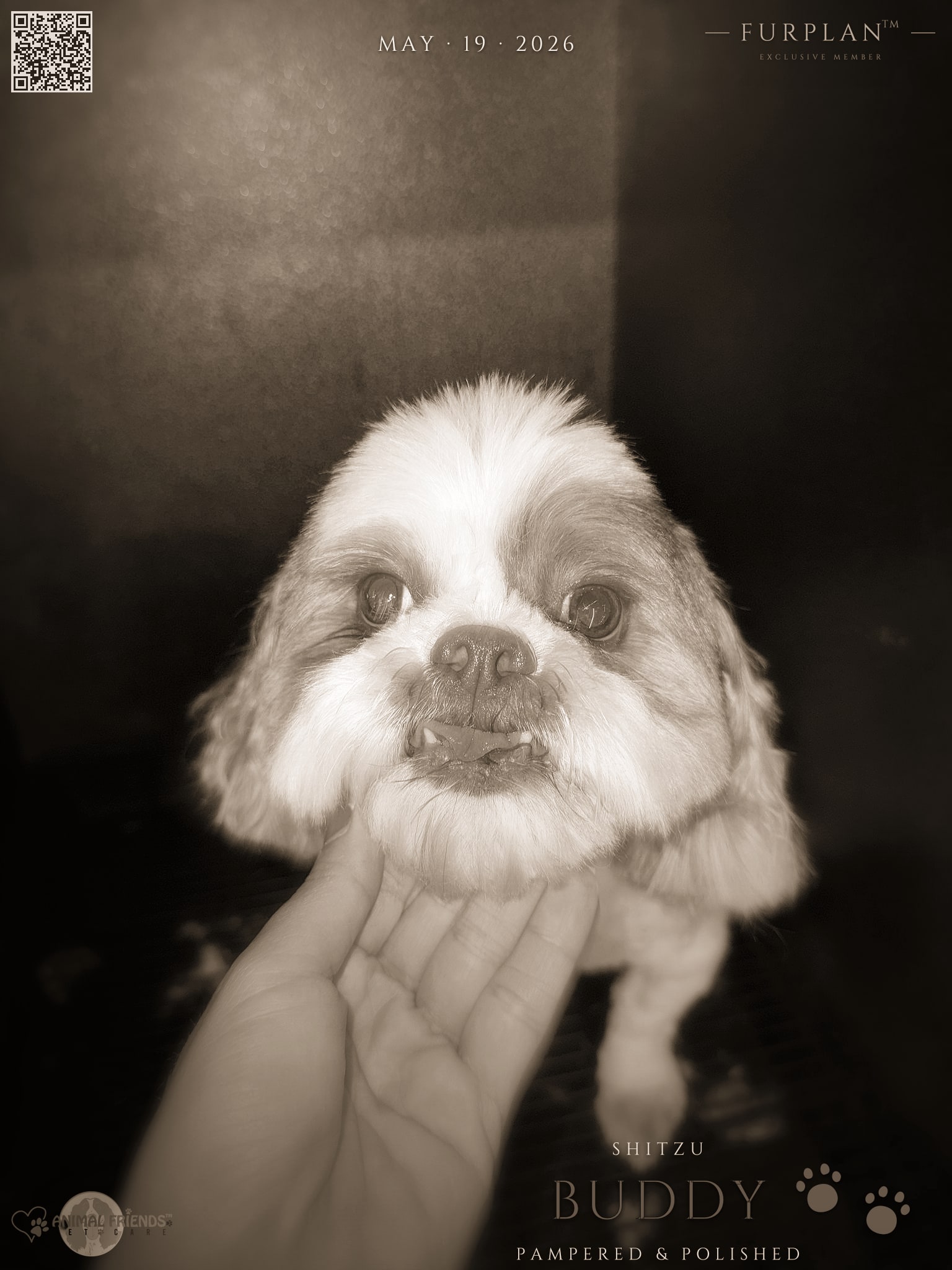 Buddy - Grooming at Animal Friends Pet Care