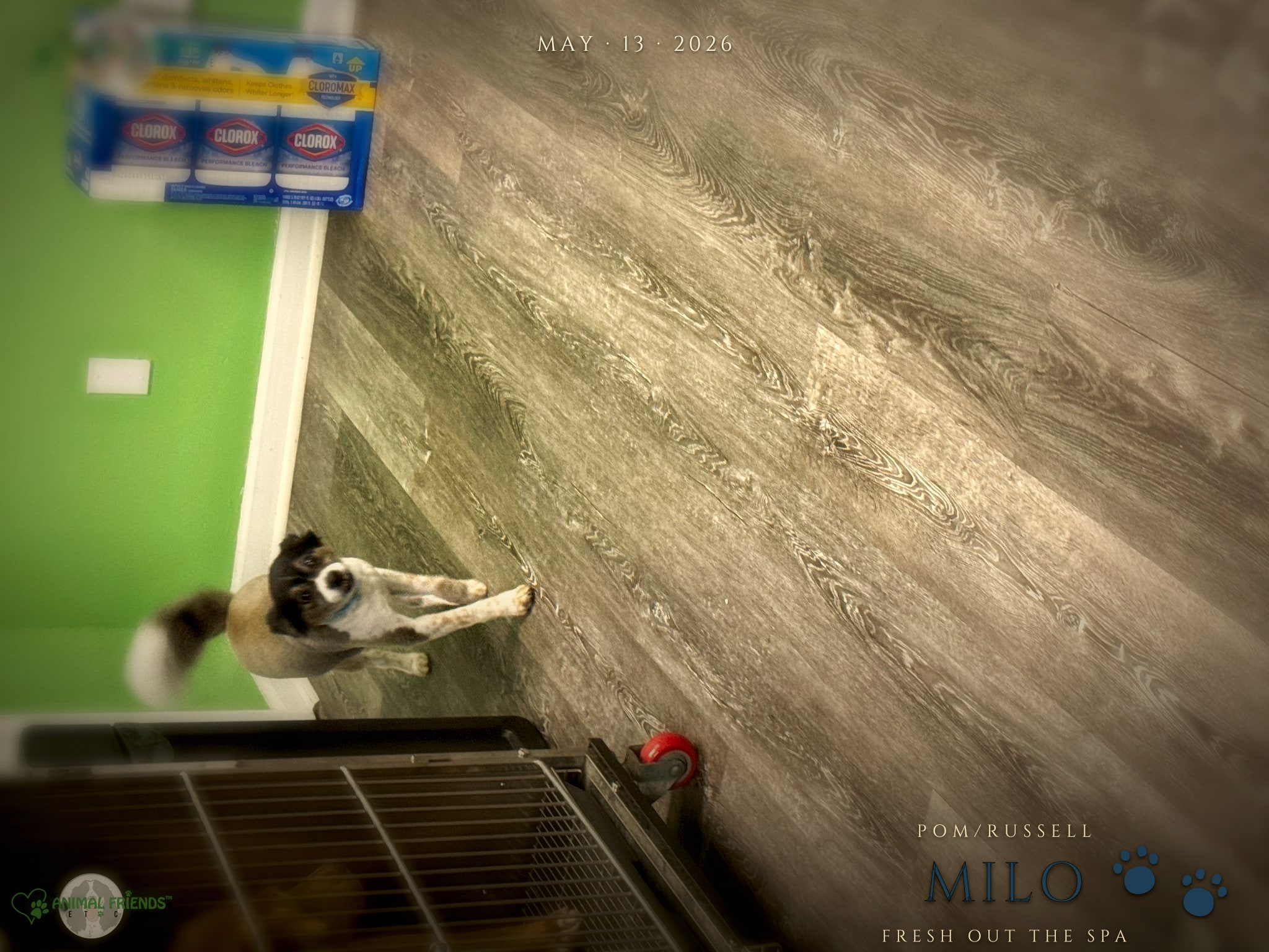 Milo - Grooming at Animal Friends Pet Care