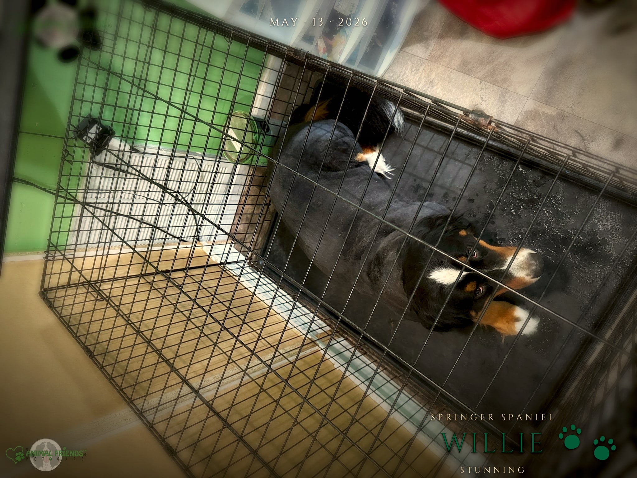 Willie - Grooming at Animal Friends Pet Care
