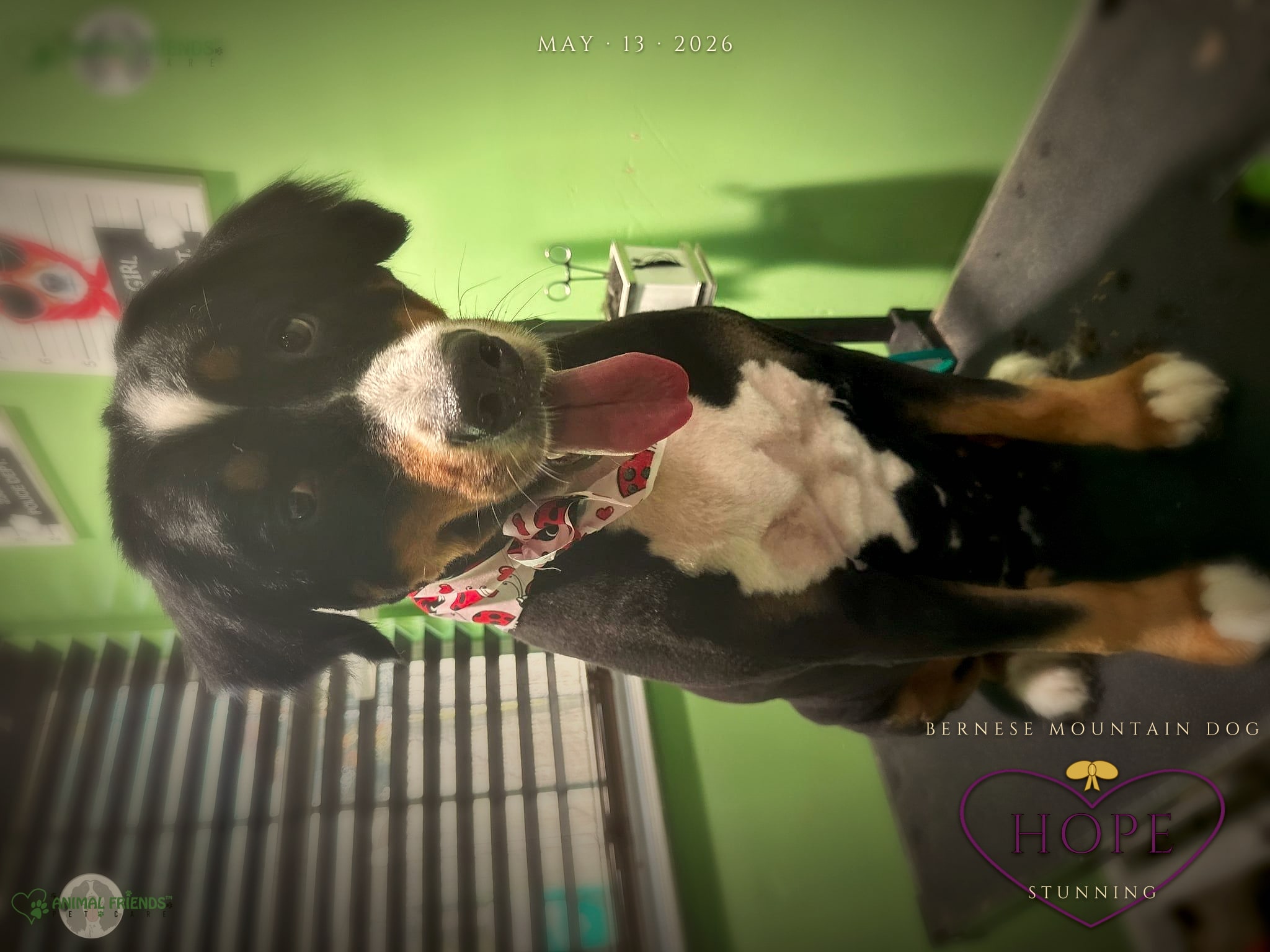 Hope - Grooming at Animal Friends Pet Care