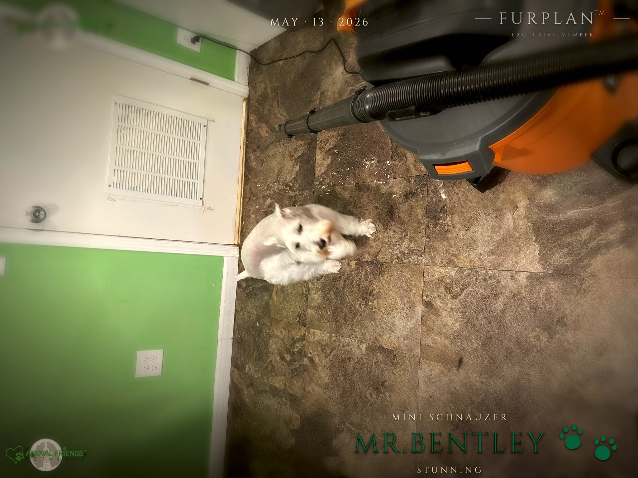 Mr.Bentley - Grooming at Animal Friends Pet Care
