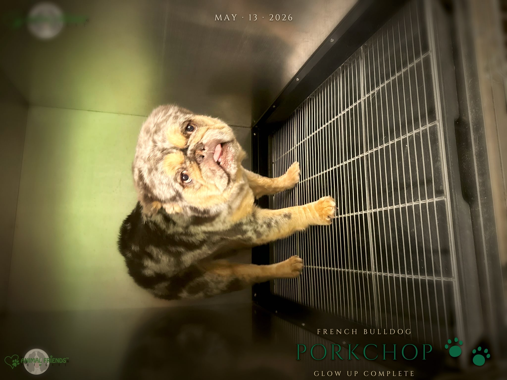 Porkchop - Grooming at Animal Friends Pet Care