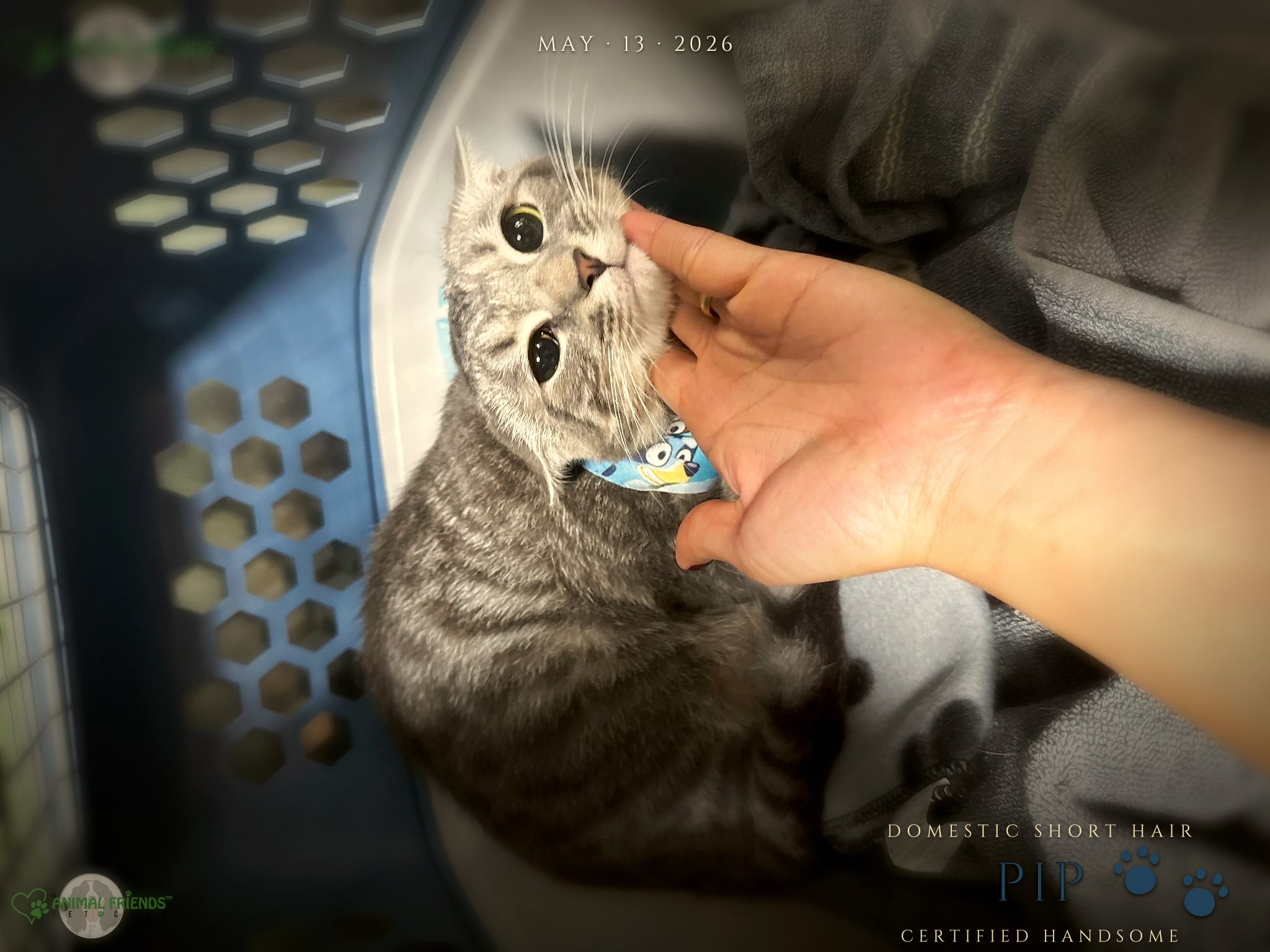 PIP - Grooming at Animal Friends Pet Care
