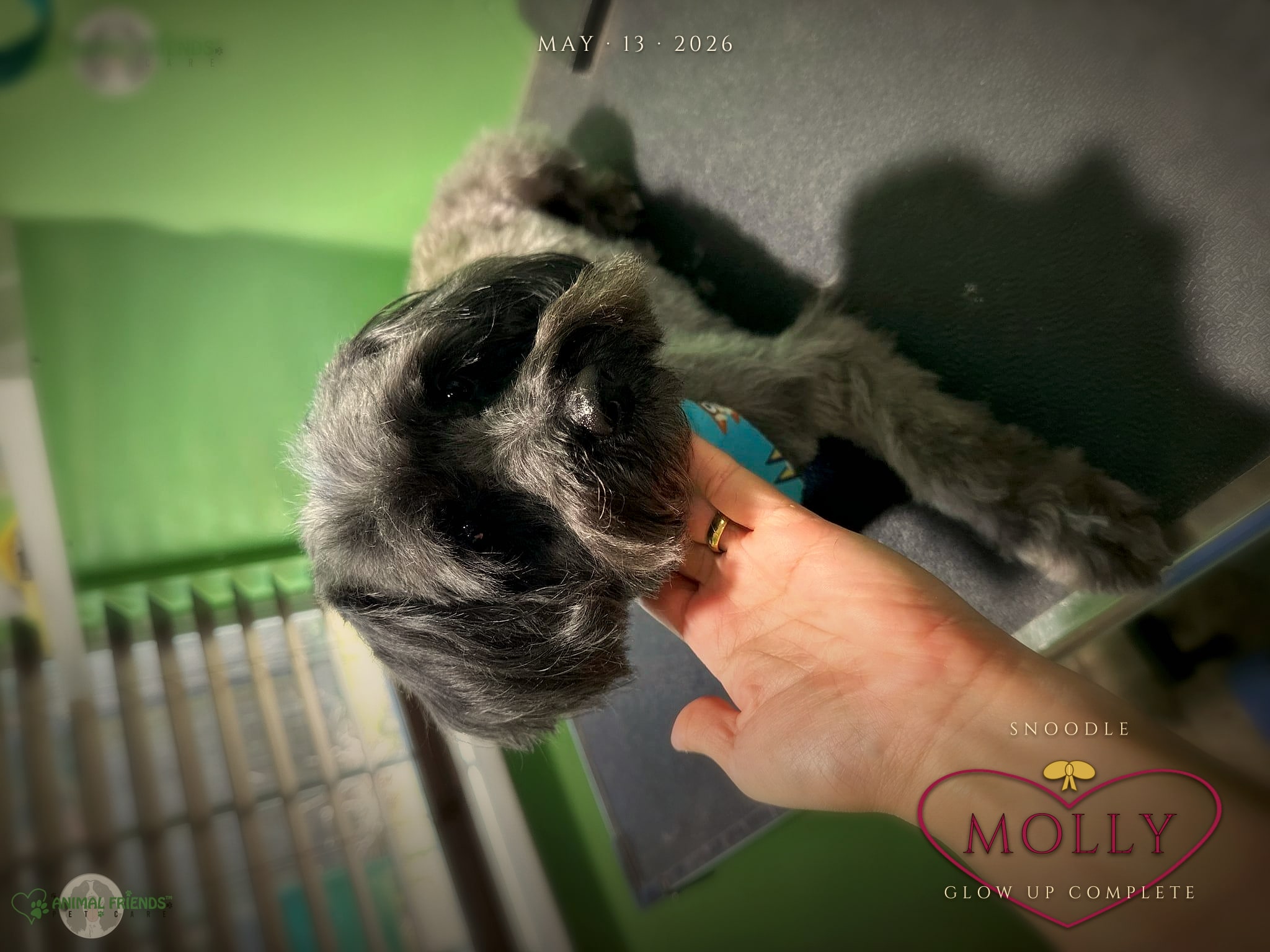 Molly - Grooming at Animal Friends Pet Care