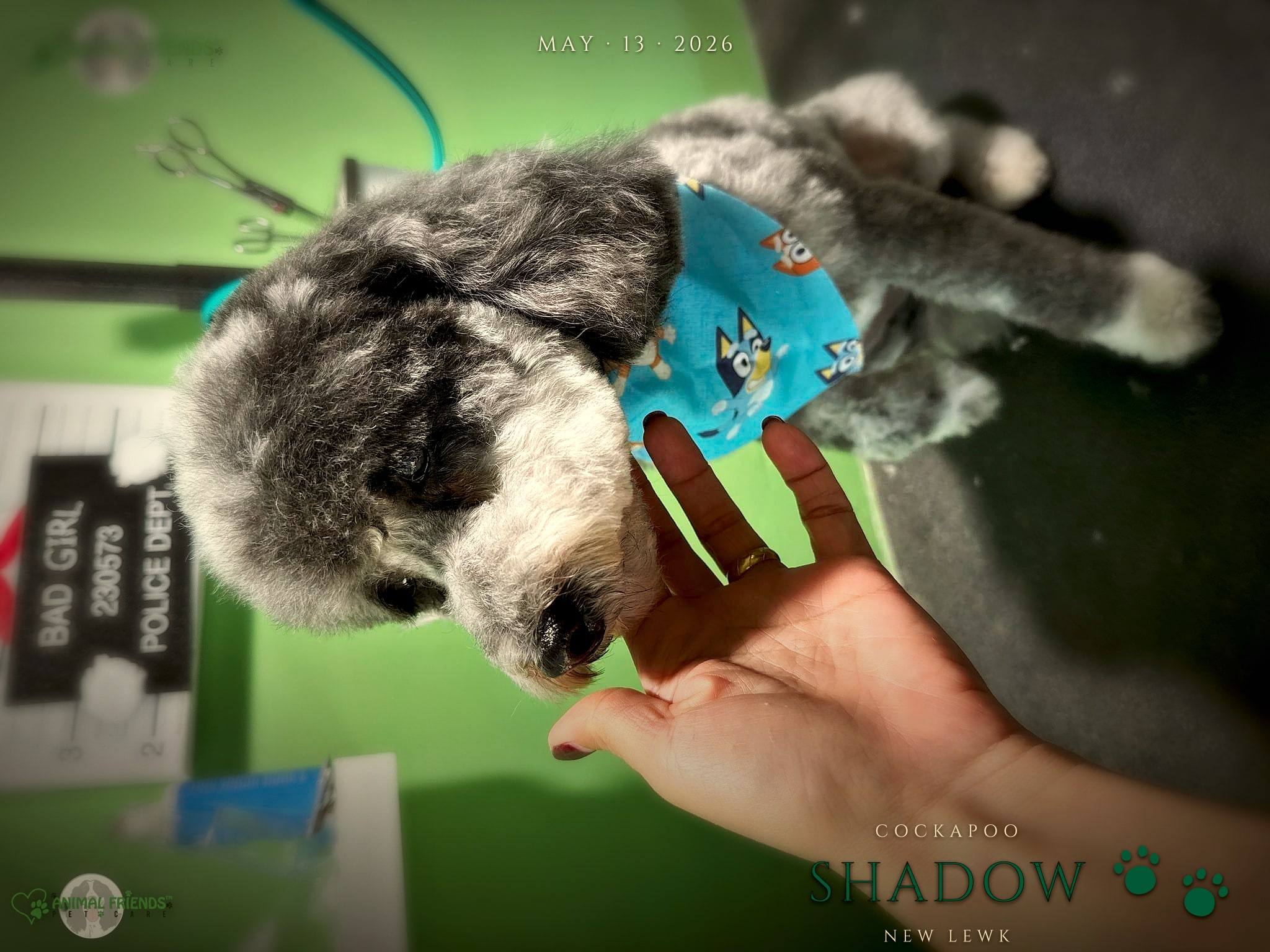 shadow - Grooming at Animal Friends Pet Care