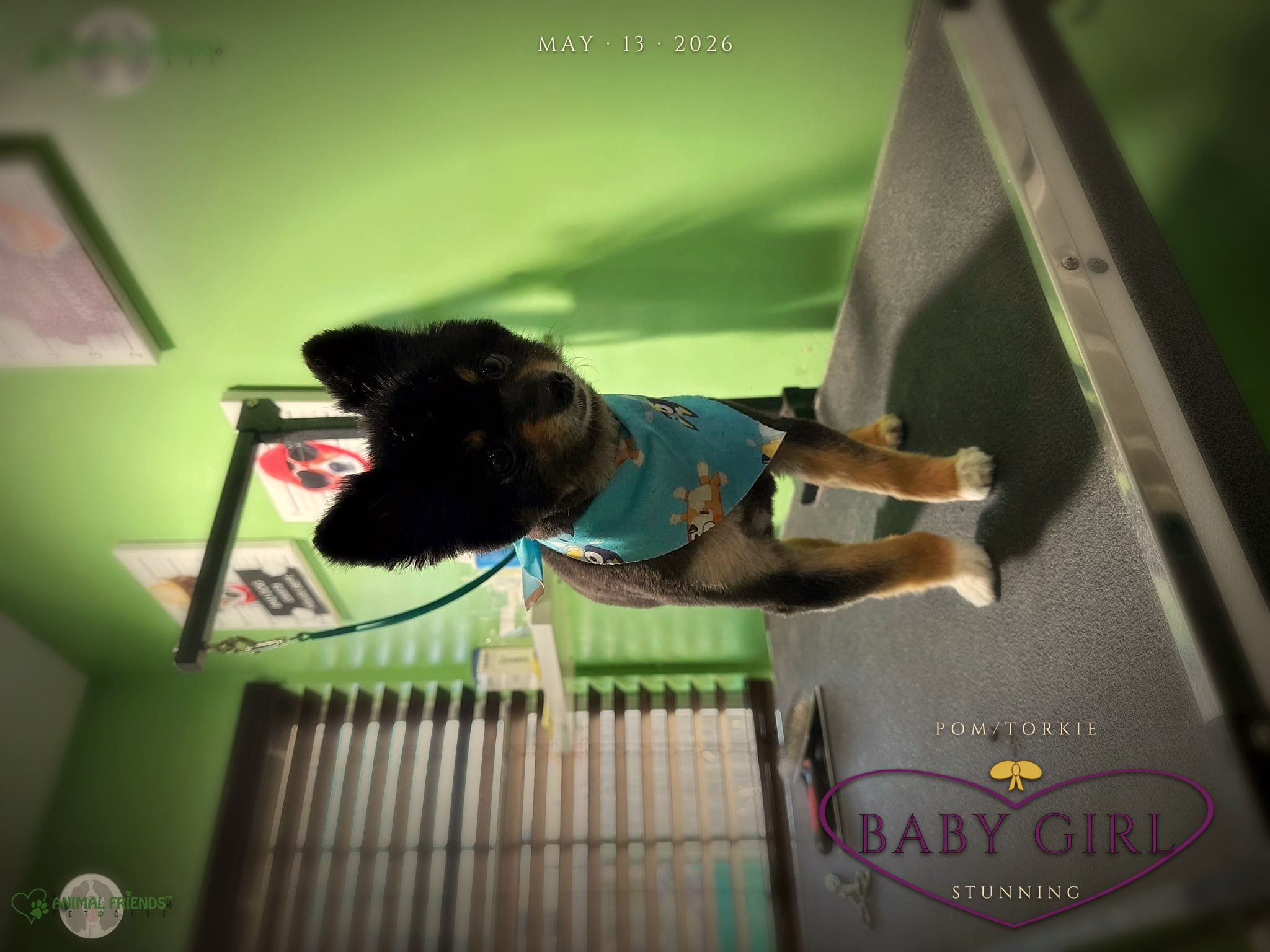Baby Girl - Grooming at Animal Friends Pet Care