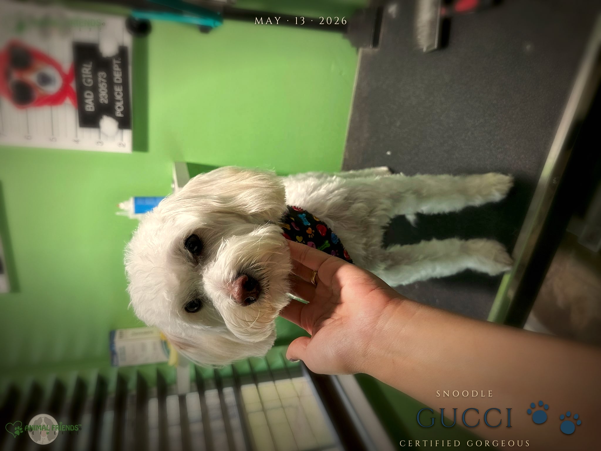 Gucci - Grooming at Animal Friends Pet Care