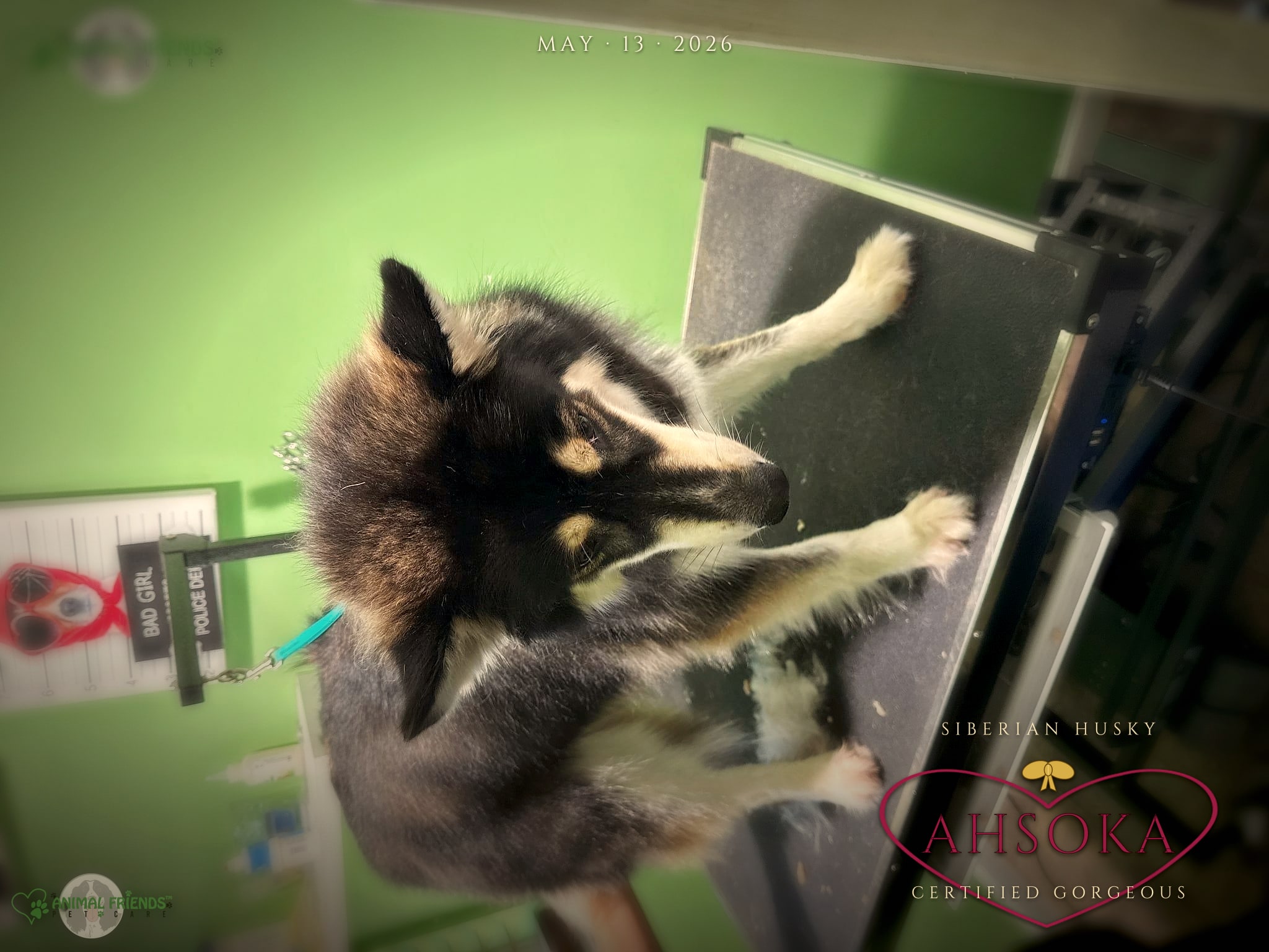 Ahsoka - Grooming at Animal Friends Pet Care