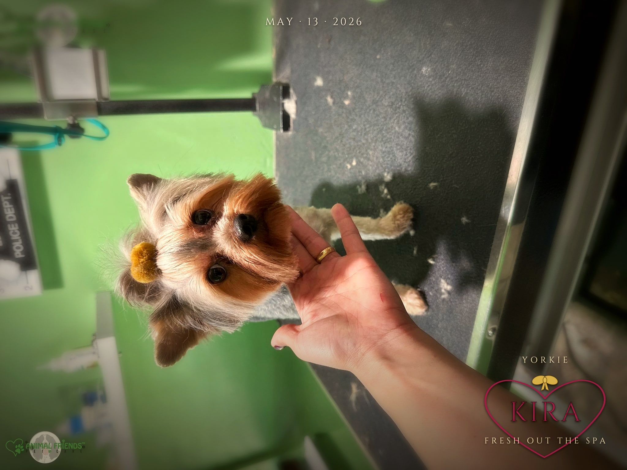 Kira - Grooming at Animal Friends Pet Care