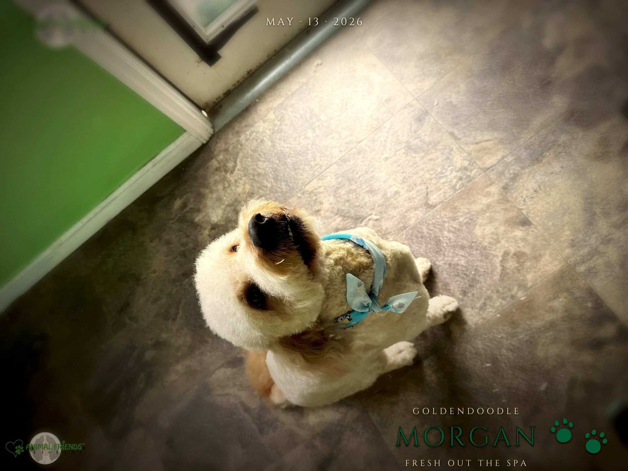 Morgan - Grooming at Animal Friends Pet Care
