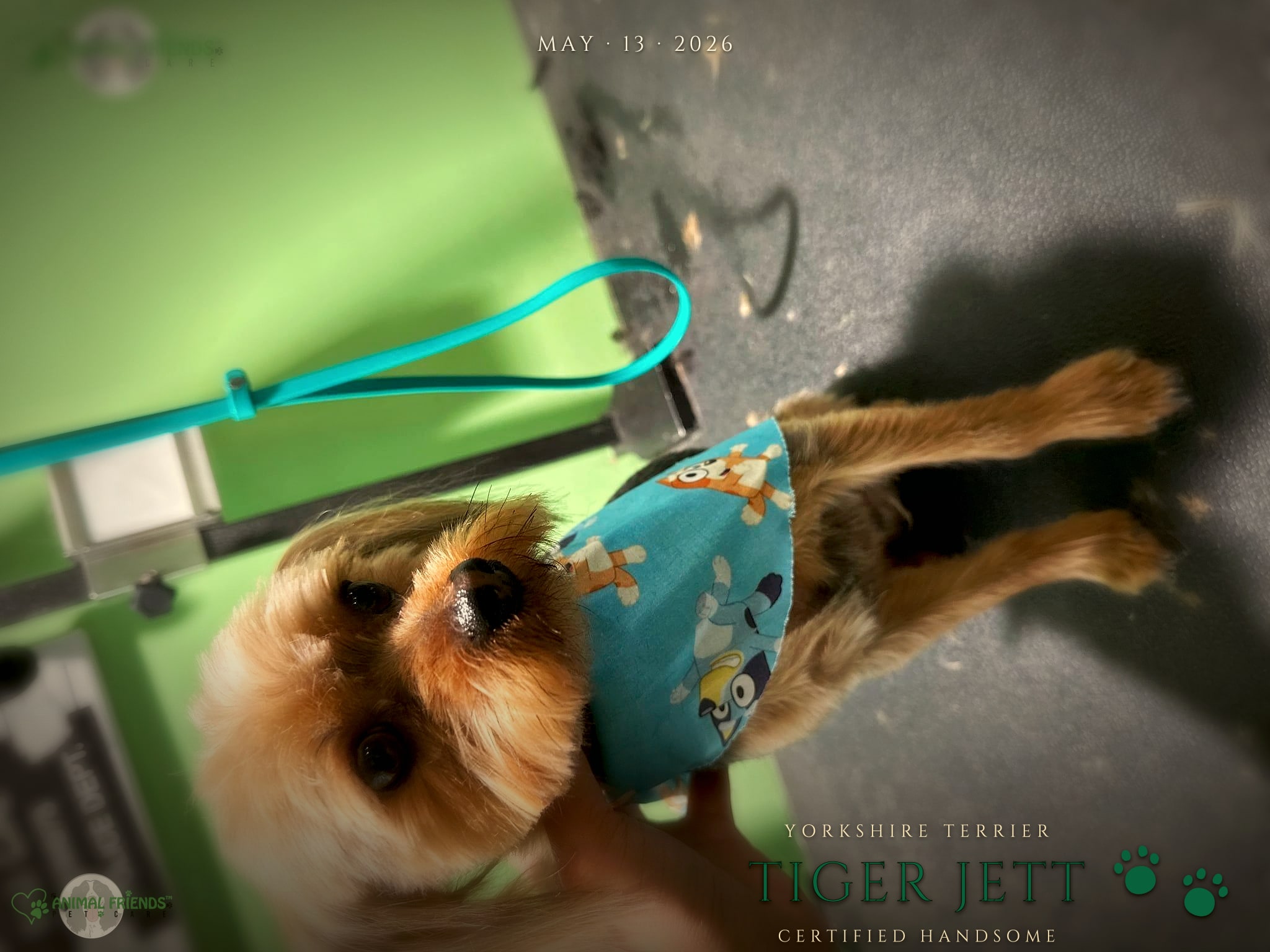 Tiger Jett - Grooming at Animal Friends Pet Care