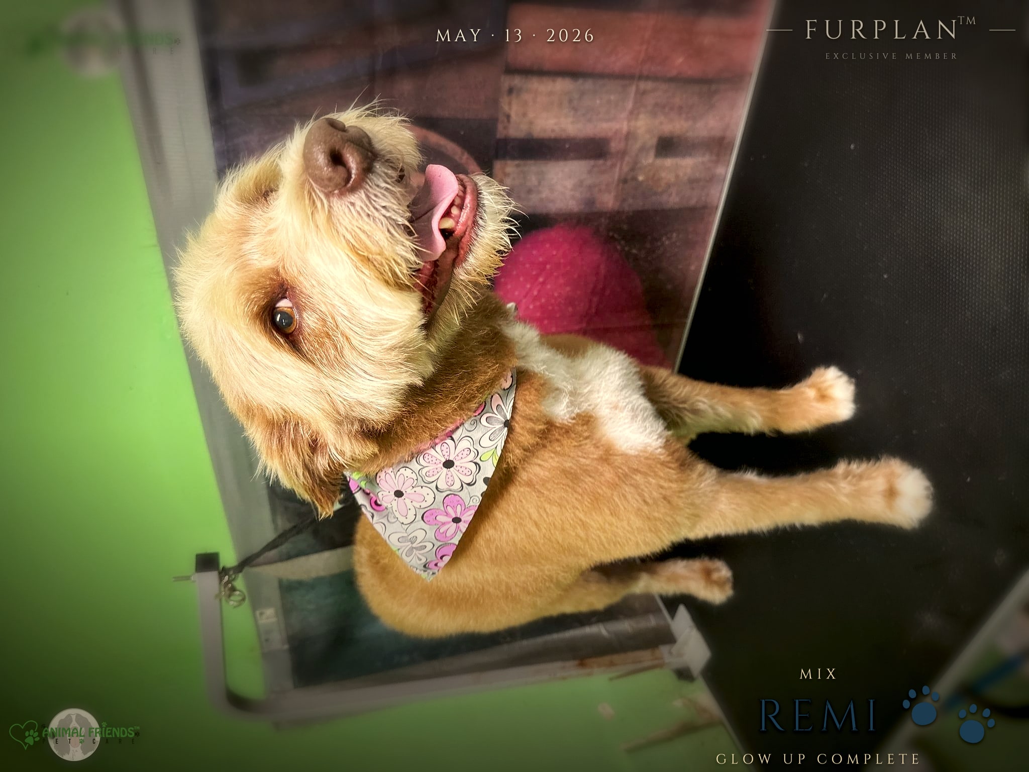 Remi - Grooming at Animal Friends Pet Care