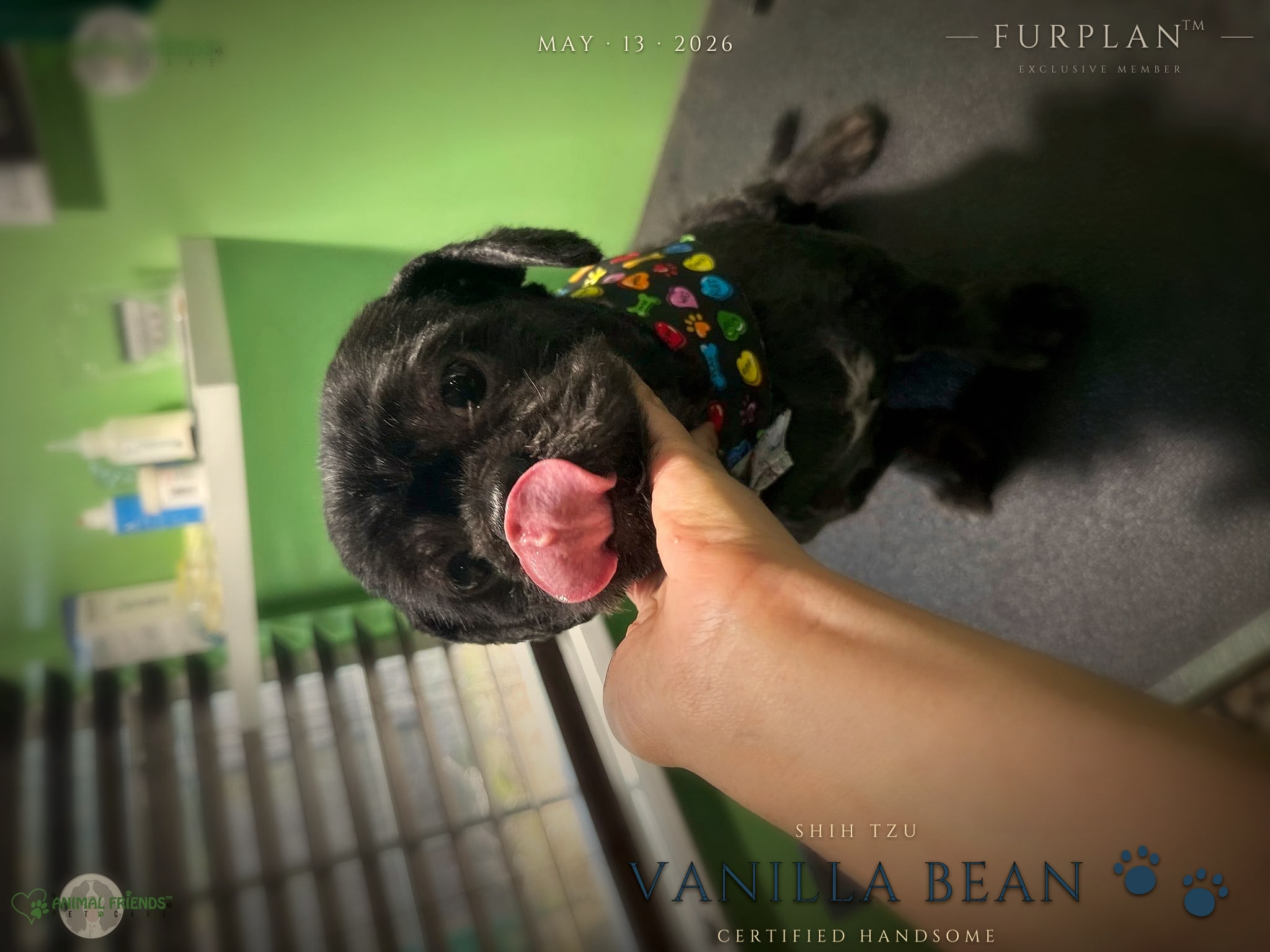 Vanilla Bean - Grooming at Animal Friends Pet Care