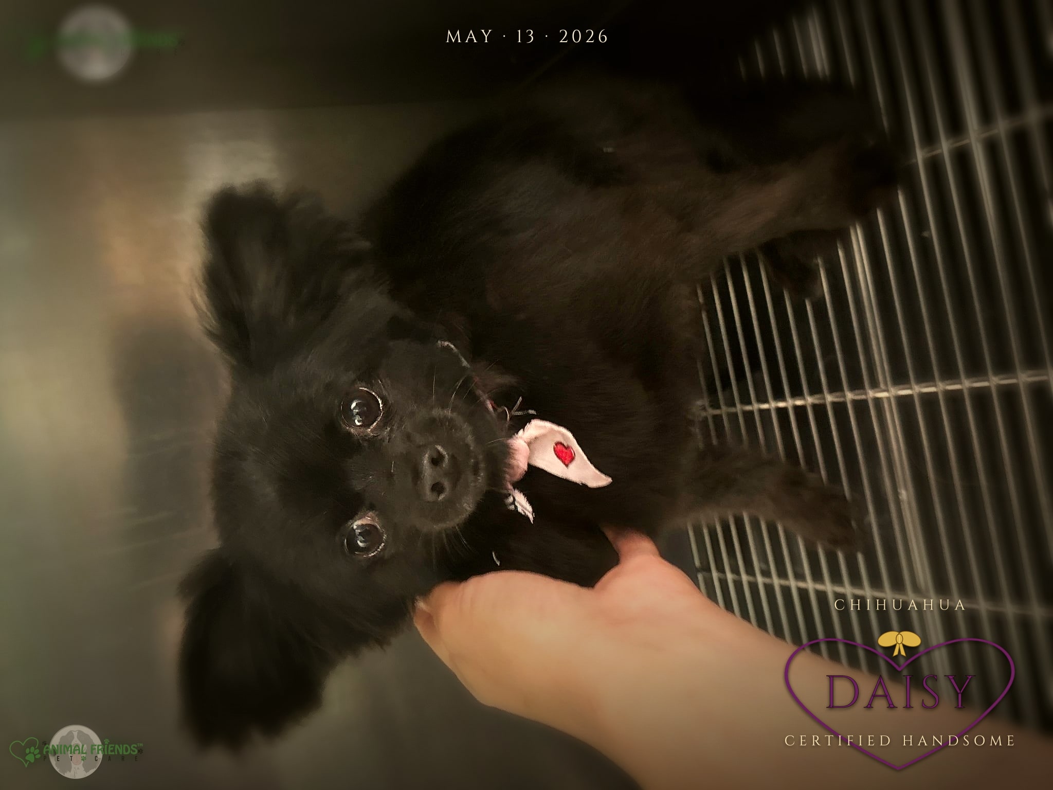 Daisy - Grooming at Animal Friends Pet Care