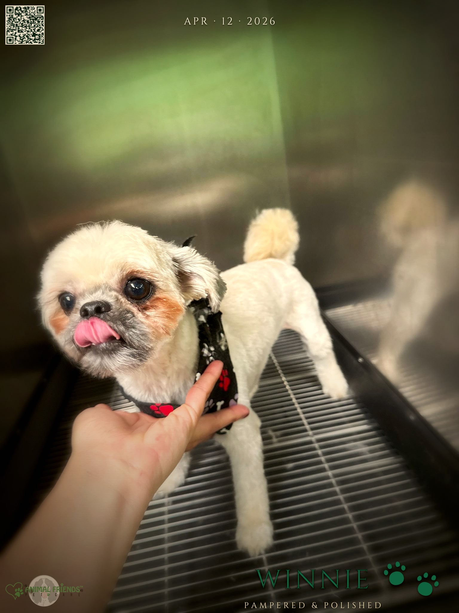 Winnie - Grooming at Animal Friends Pet Care