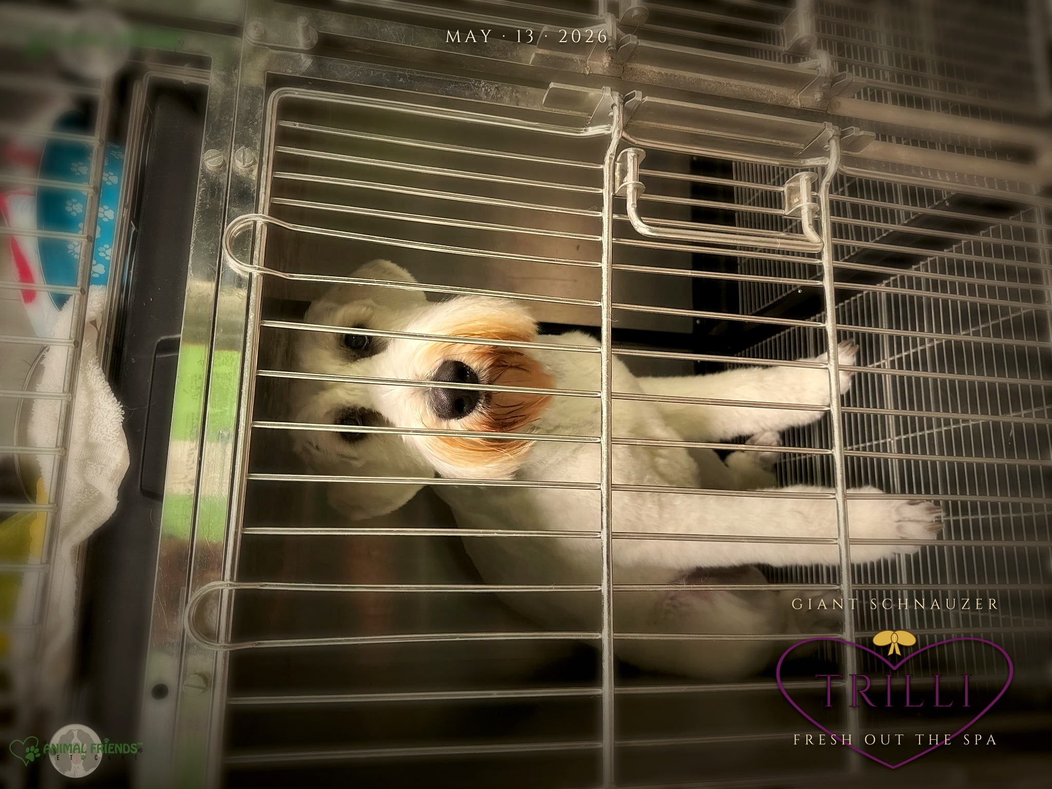 Trilli - Grooming at Animal Friends Pet Care