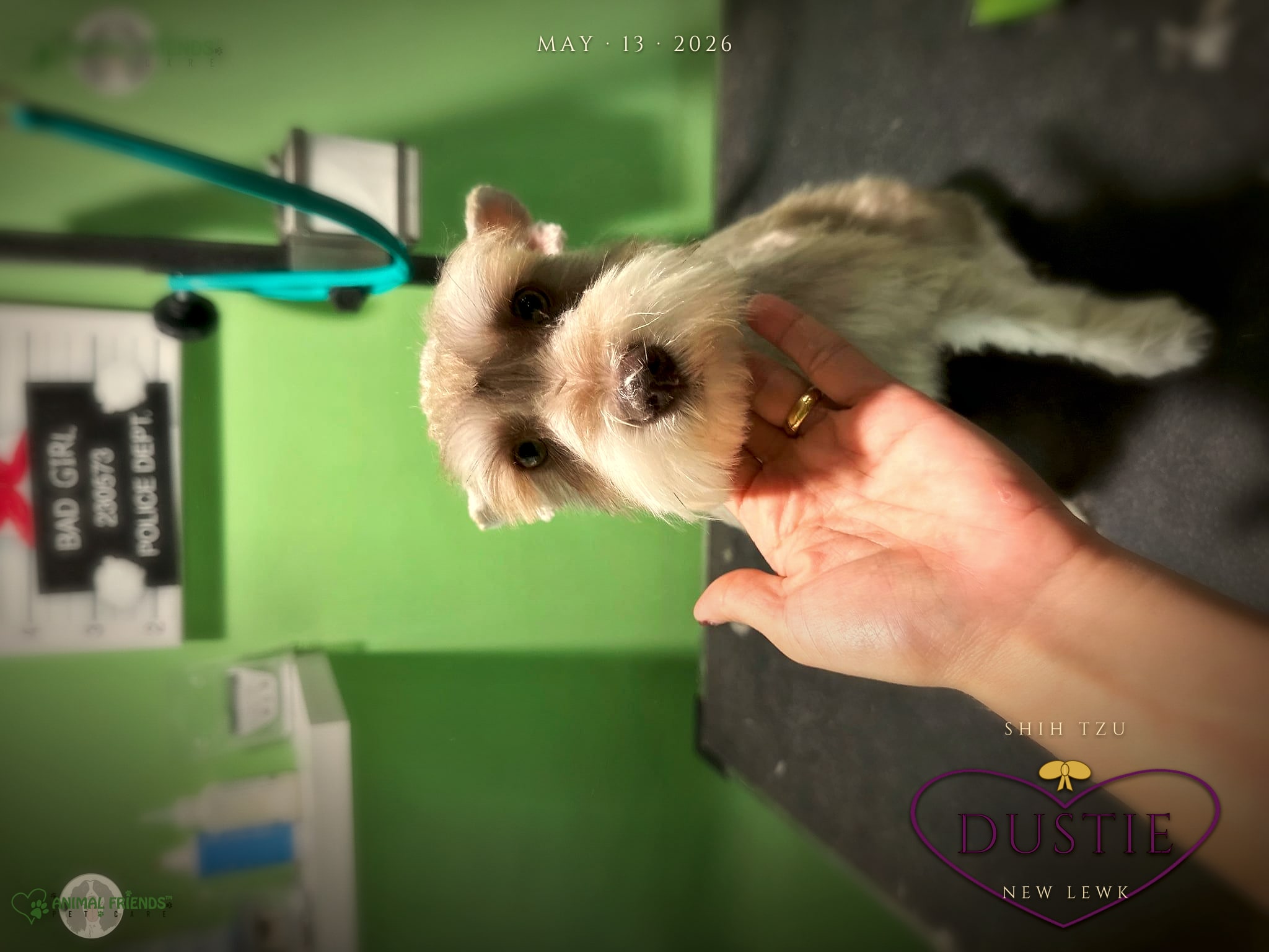 Dustie - Grooming at Animal Friends Pet Care