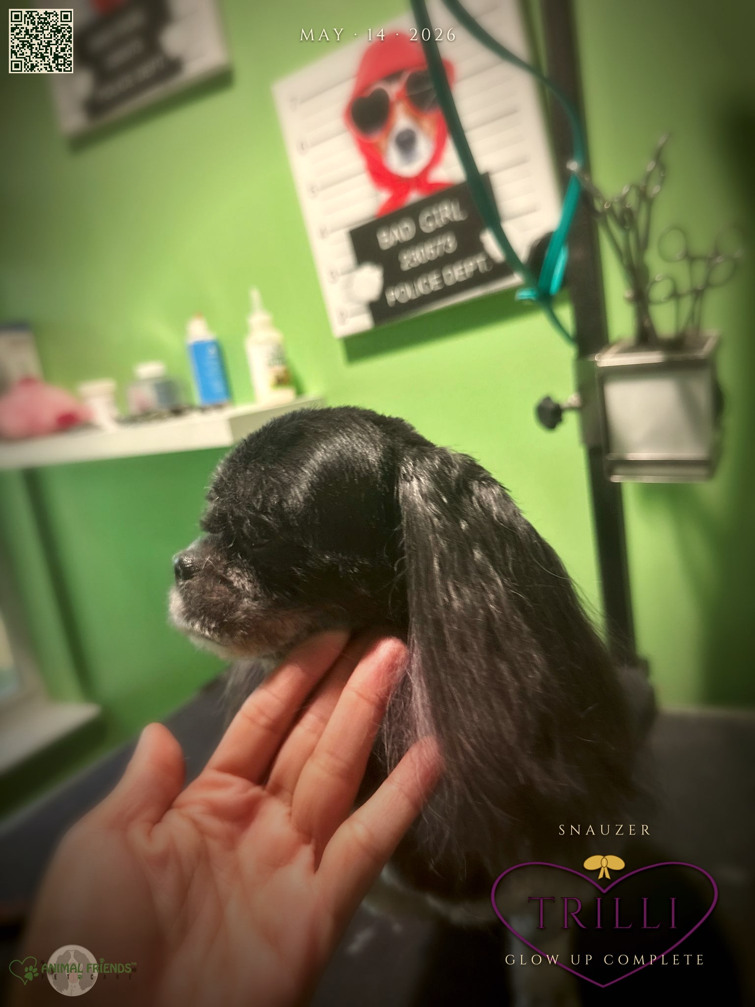 trilli - Grooming at Animal Friends Pet Care
