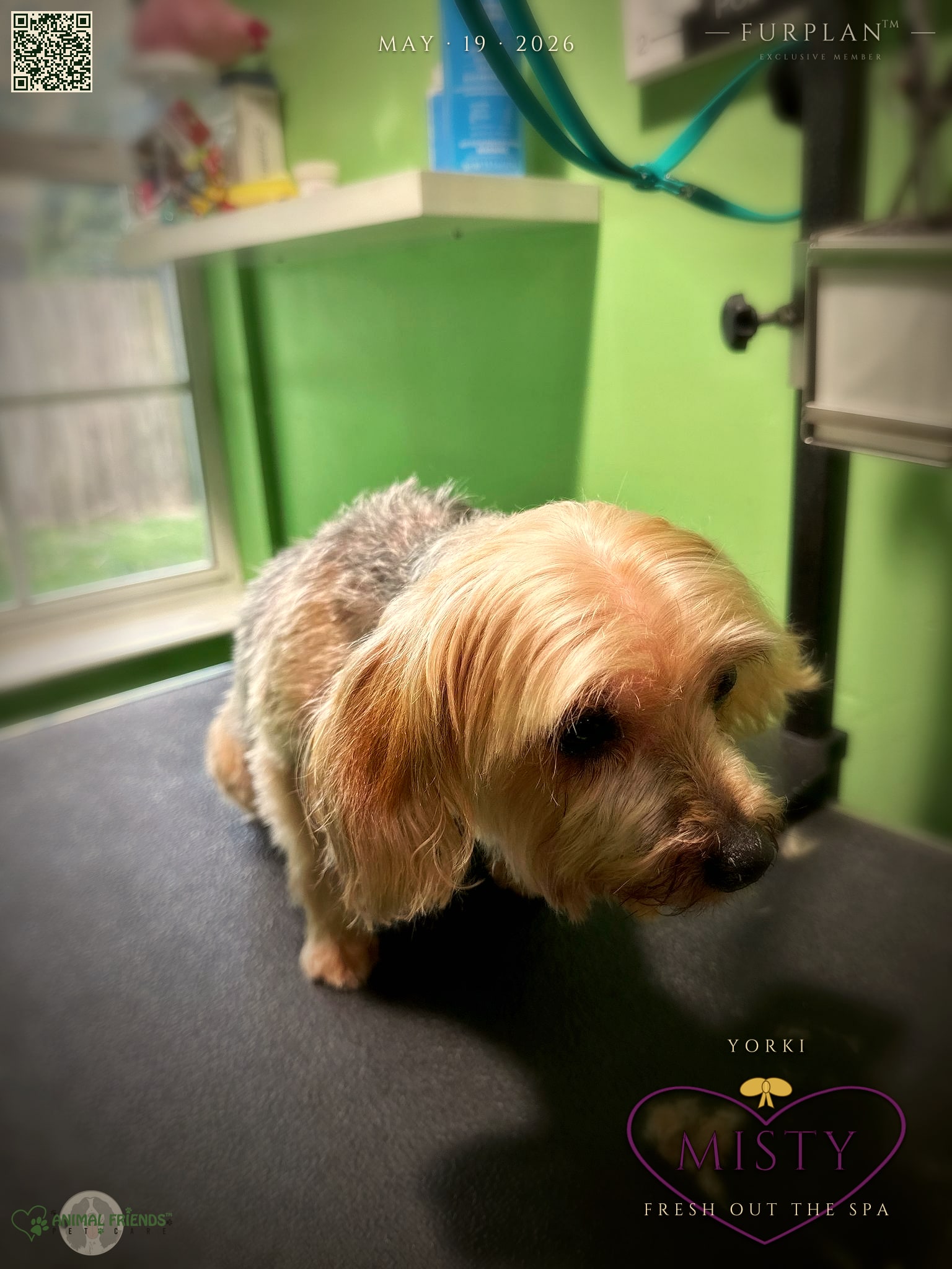 Misty - Grooming at Animal Friends Pet Care