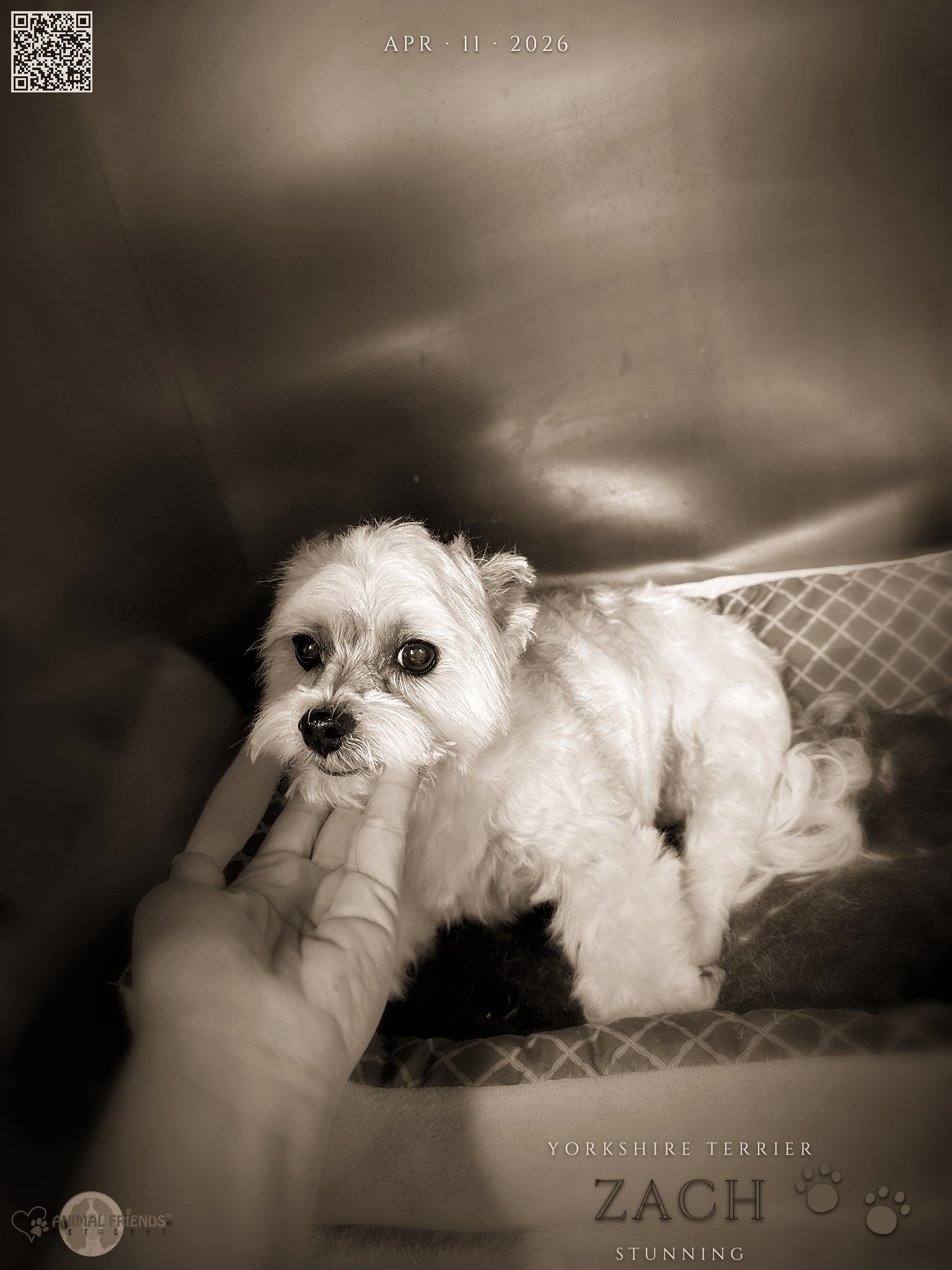 Zach - Grooming at Animal Friends Pet Care