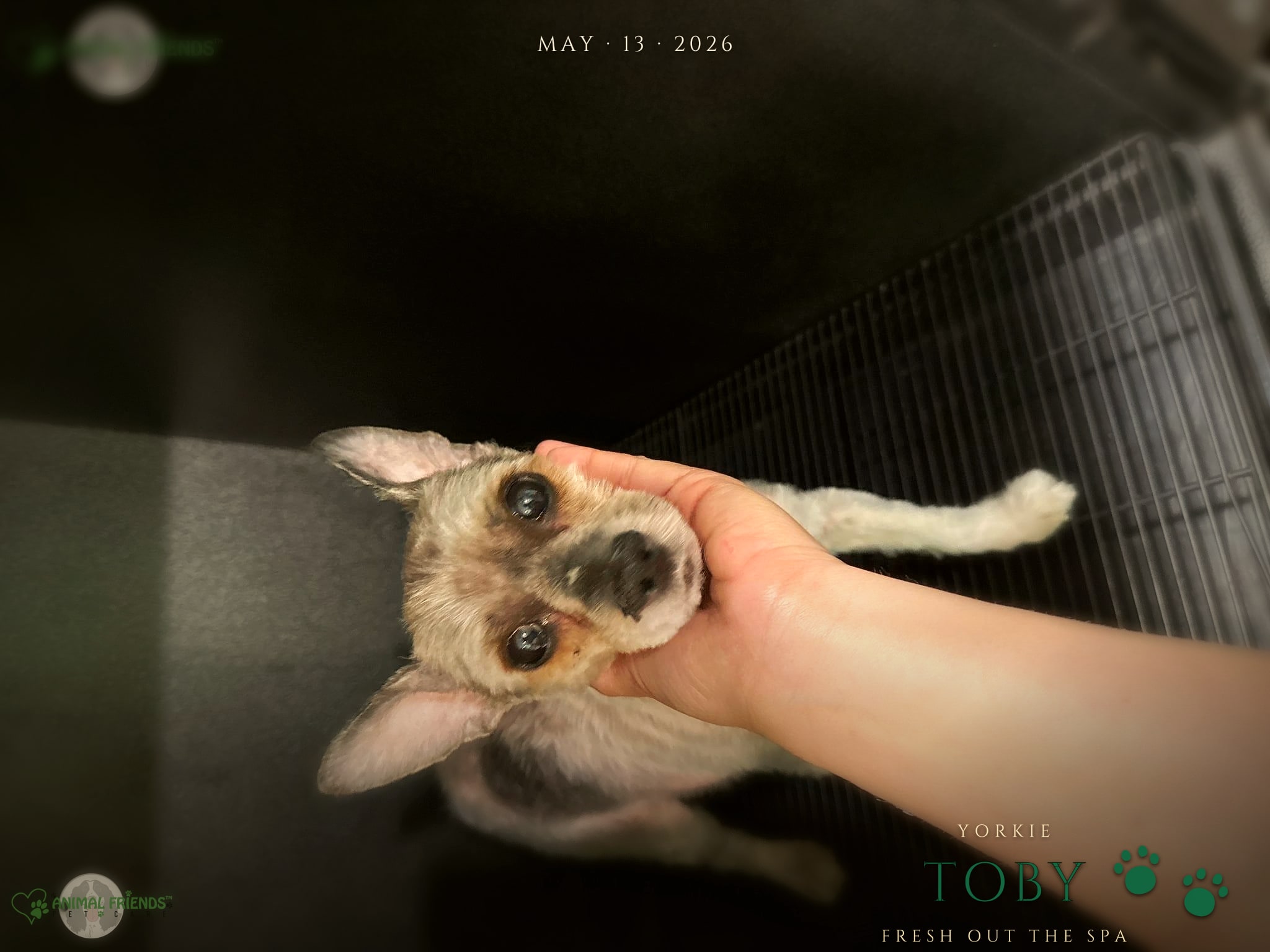Toby - Grooming at Animal Friends Pet Care