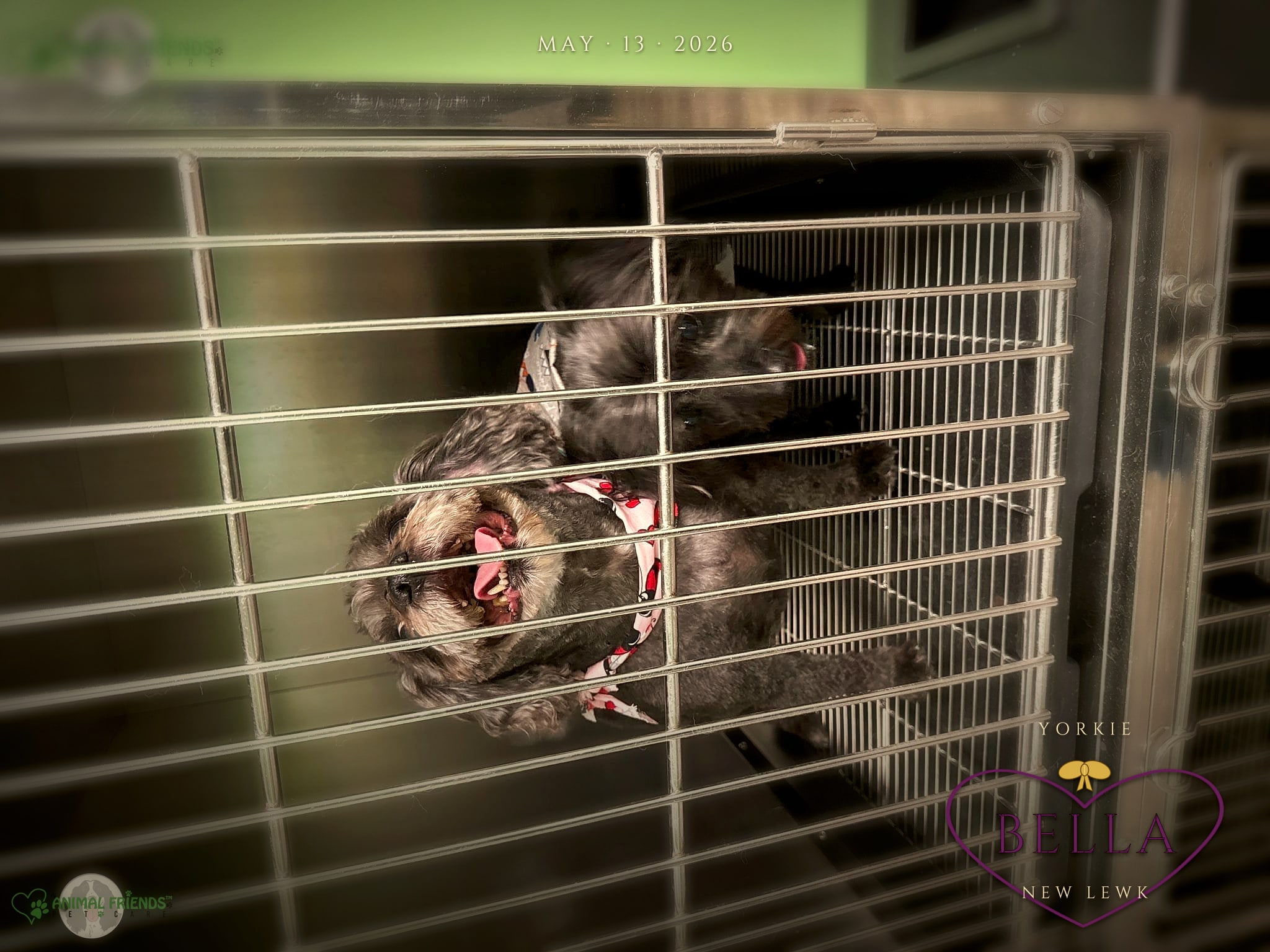 Bella - Grooming at Animal Friends Pet Care