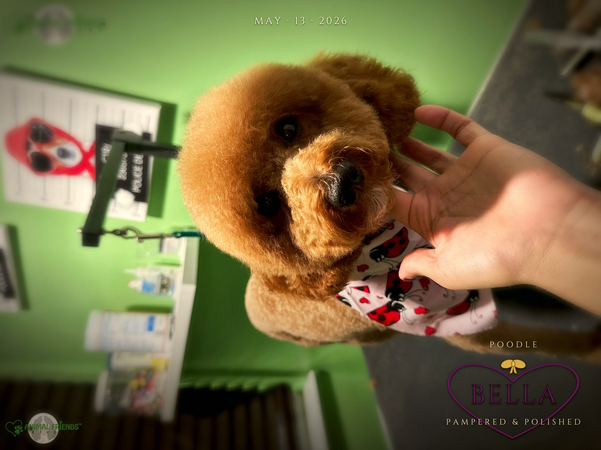 bella - Grooming at Animal Friends Pet Care
