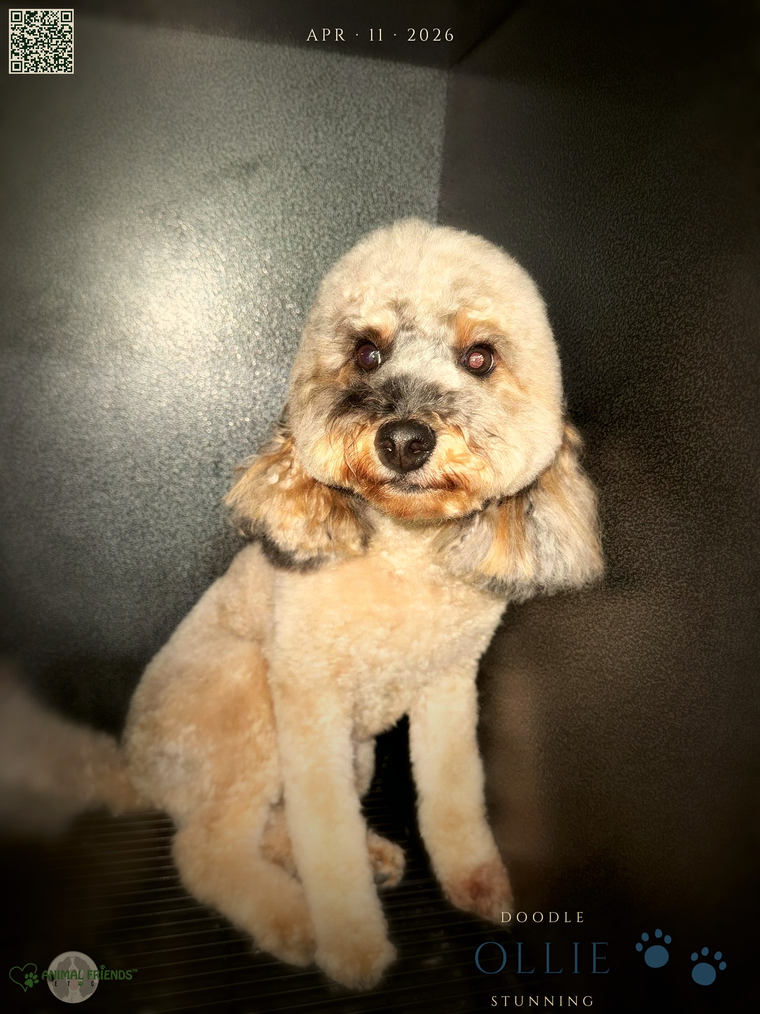 Ollie - Grooming at Animal Friends Pet Care