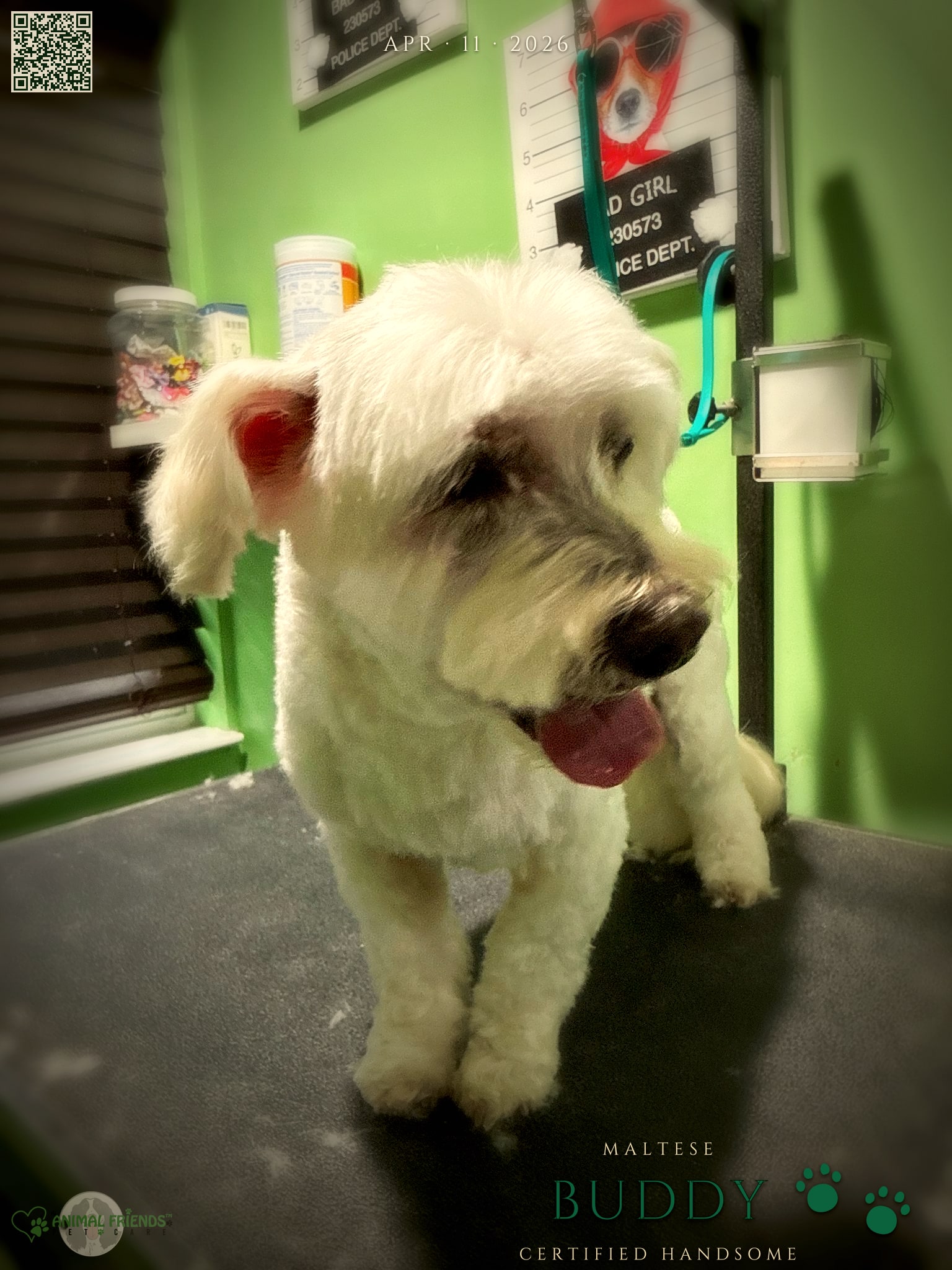 Buddy - Grooming at Animal Friends Pet Care