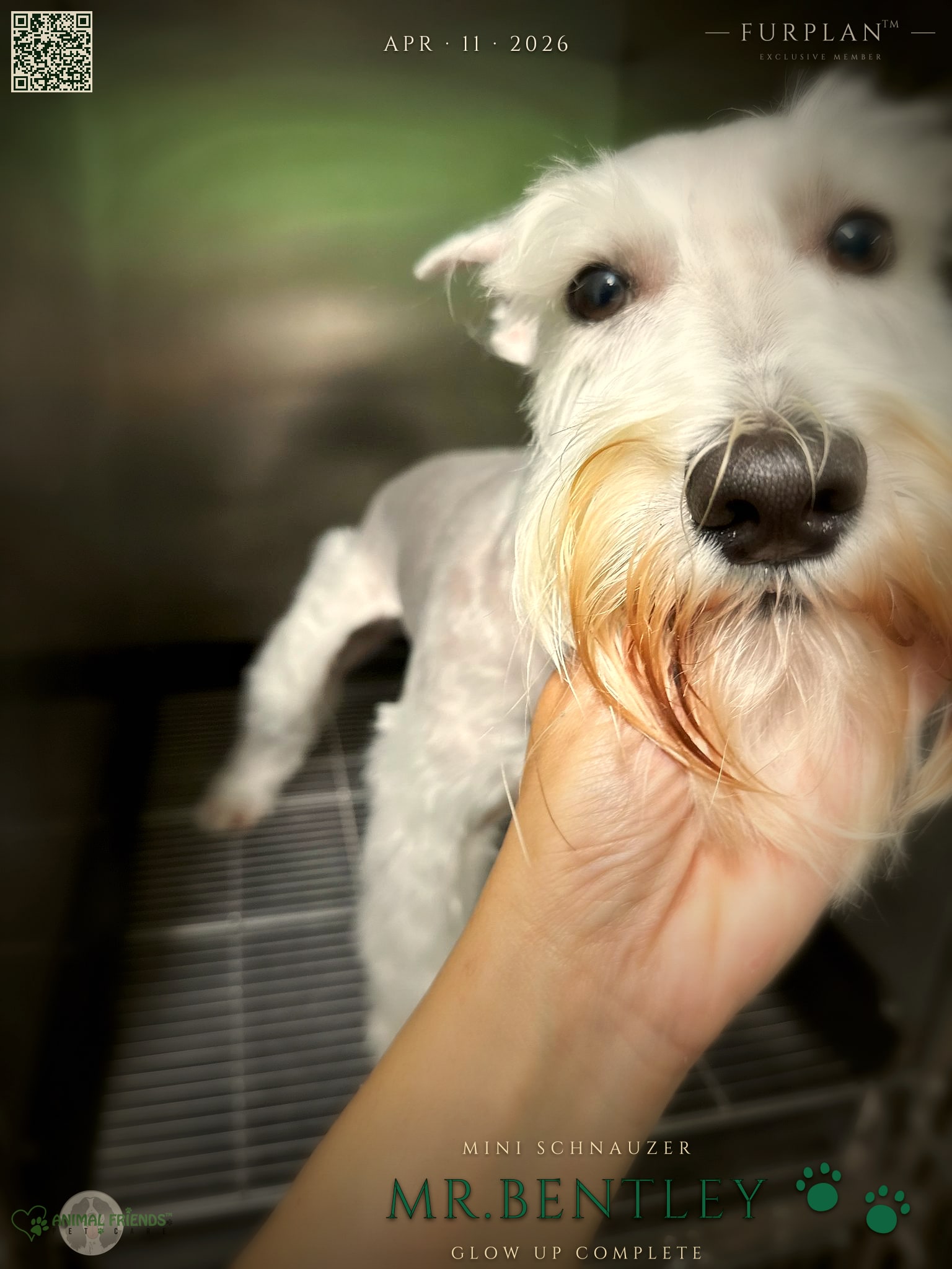 Mr.Bentley - Grooming at Animal Friends Pet Care