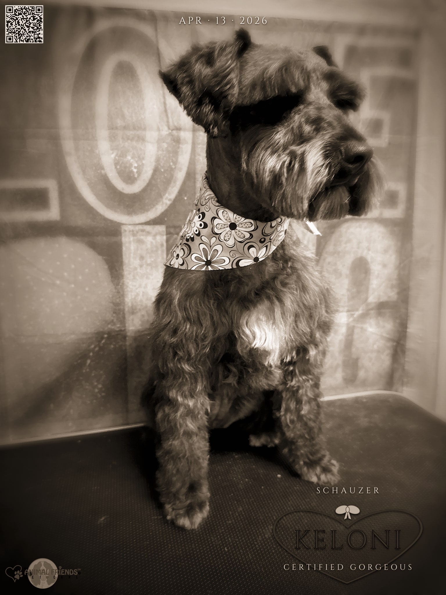 Keloni - Grooming at Animal Friends Pet Care