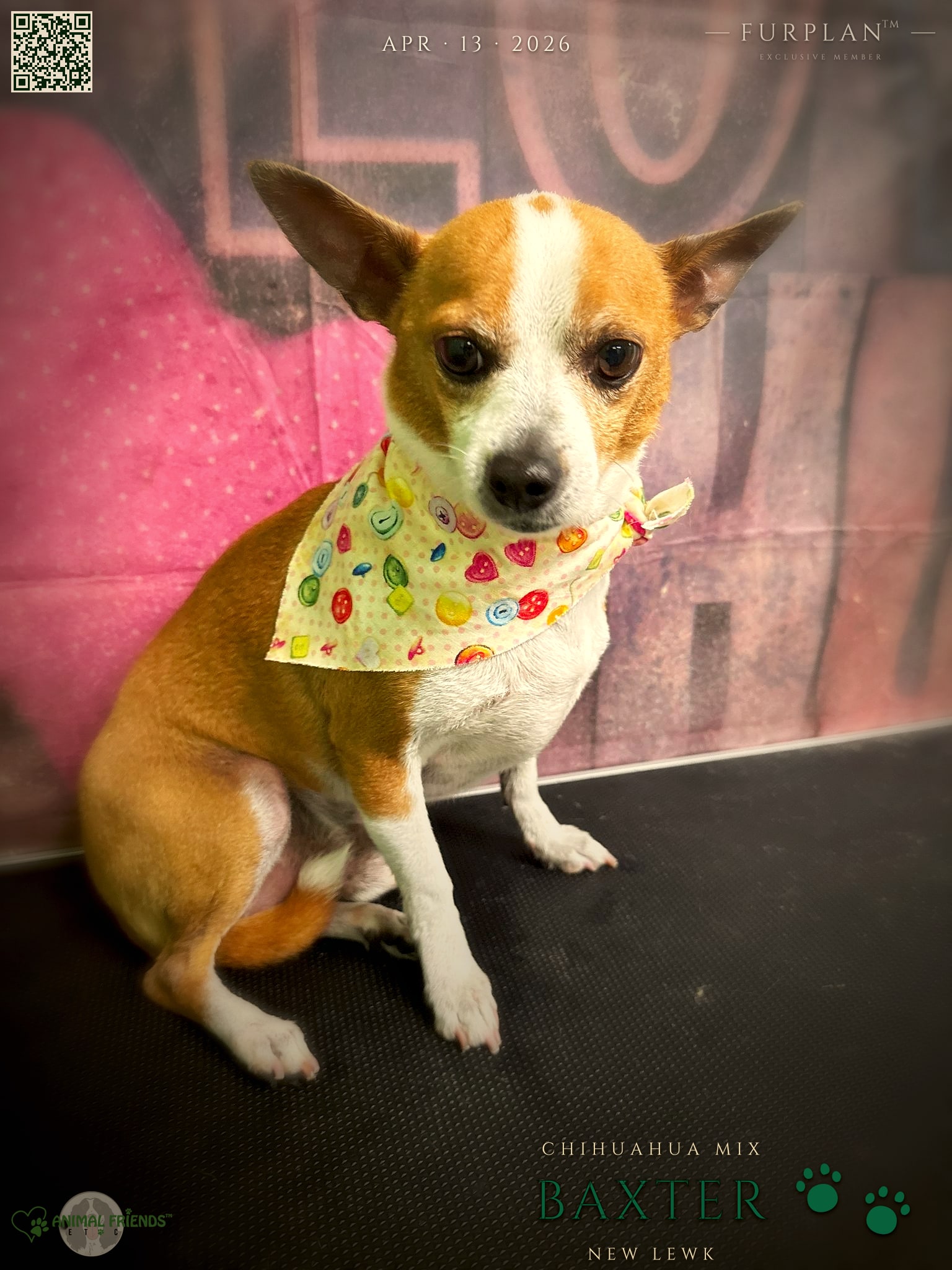 Baxter - Grooming at Animal Friends Pet Care