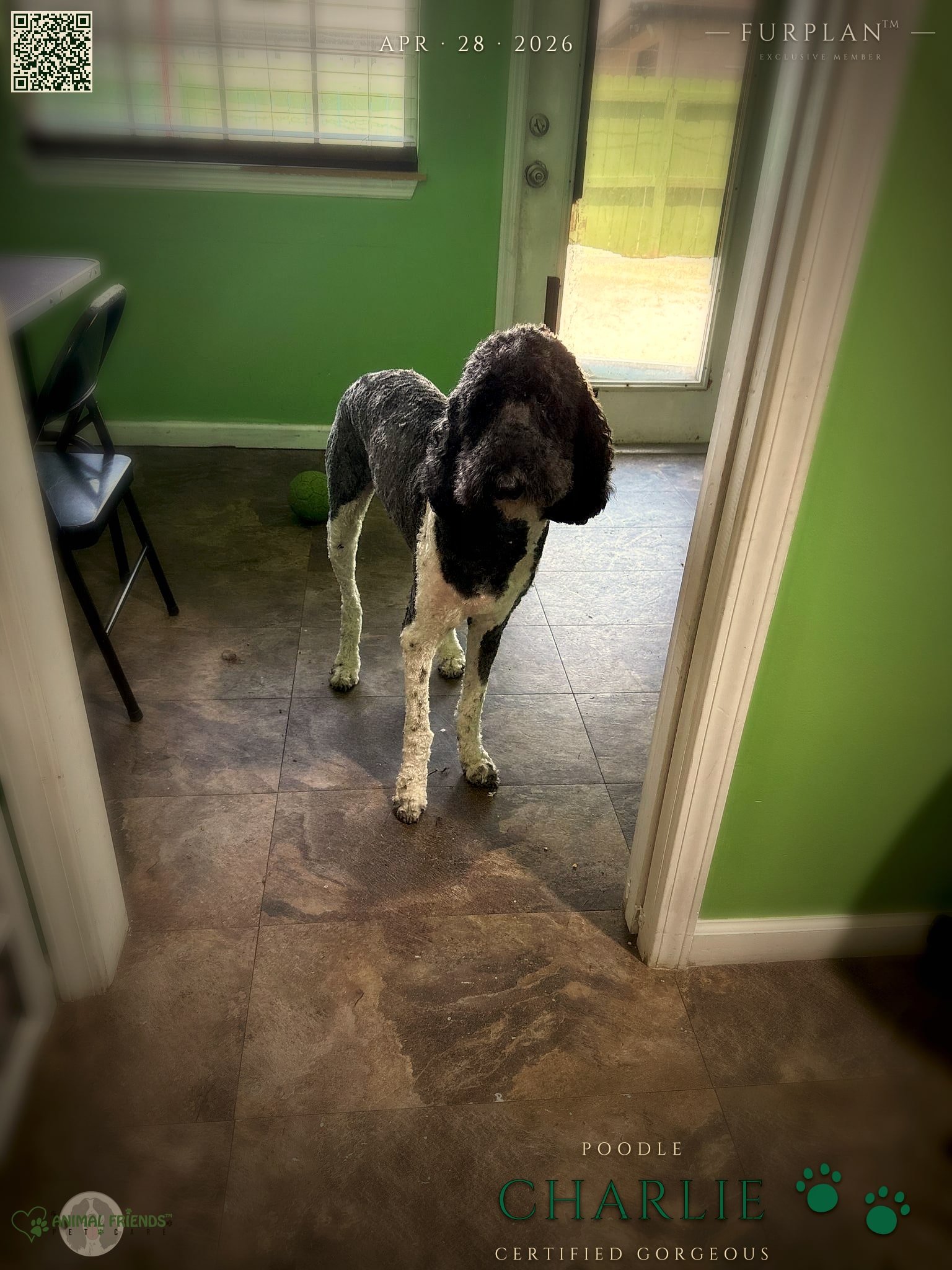 Charlie - Grooming at Animal Friends Pet Care