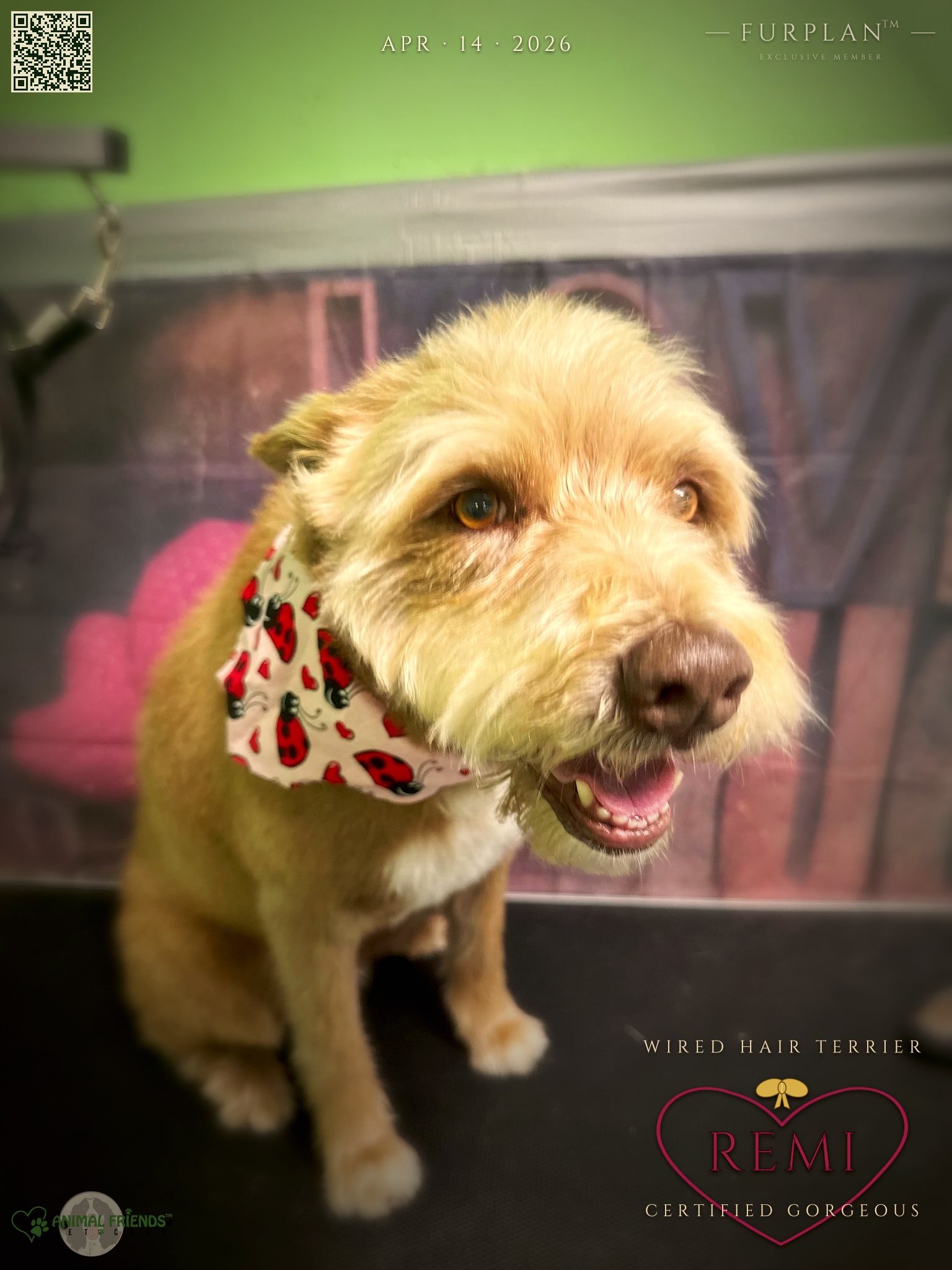 Remi - Grooming at Animal Friends Pet Care