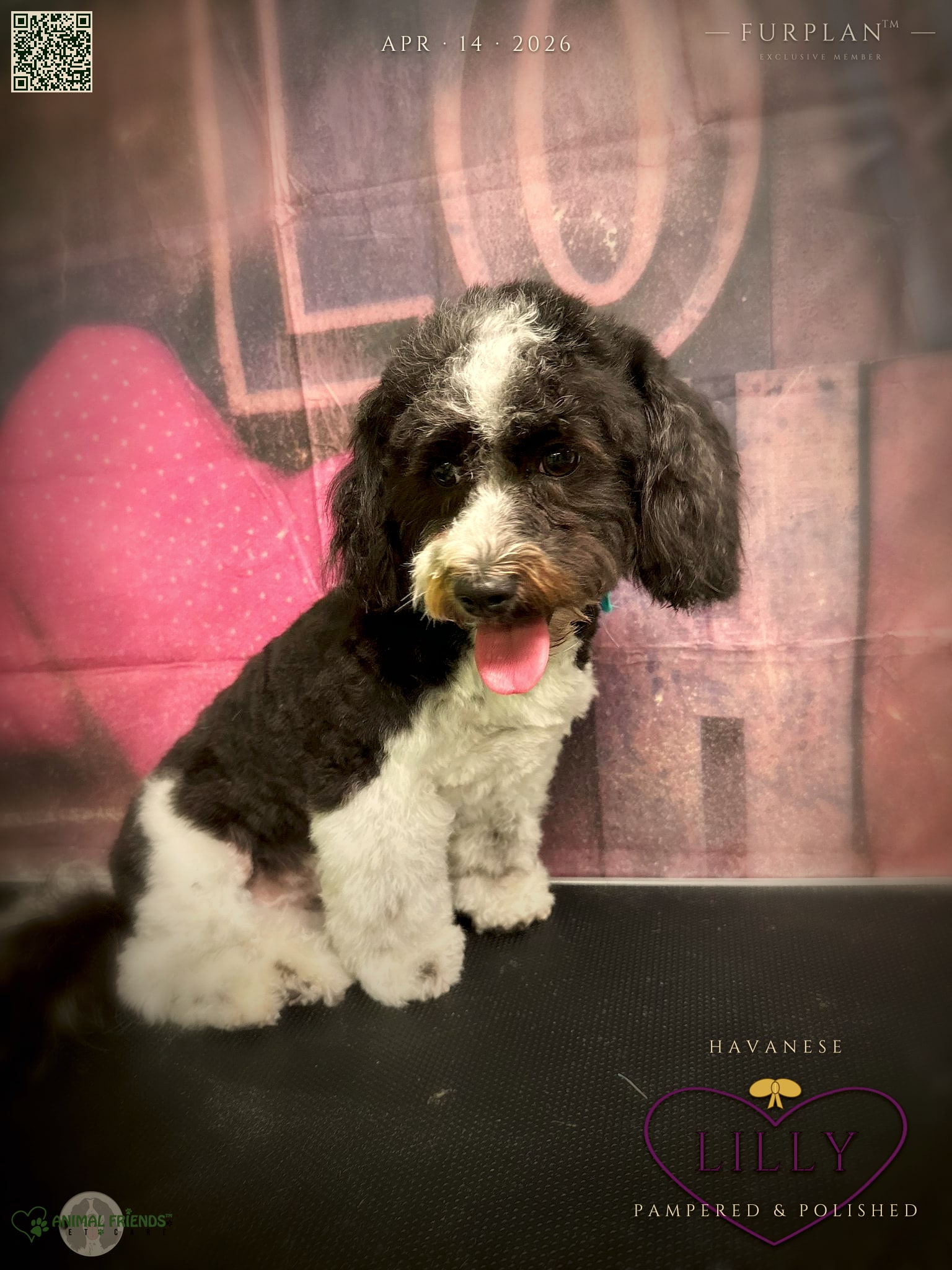 Lilly - Grooming at Animal Friends Pet Care