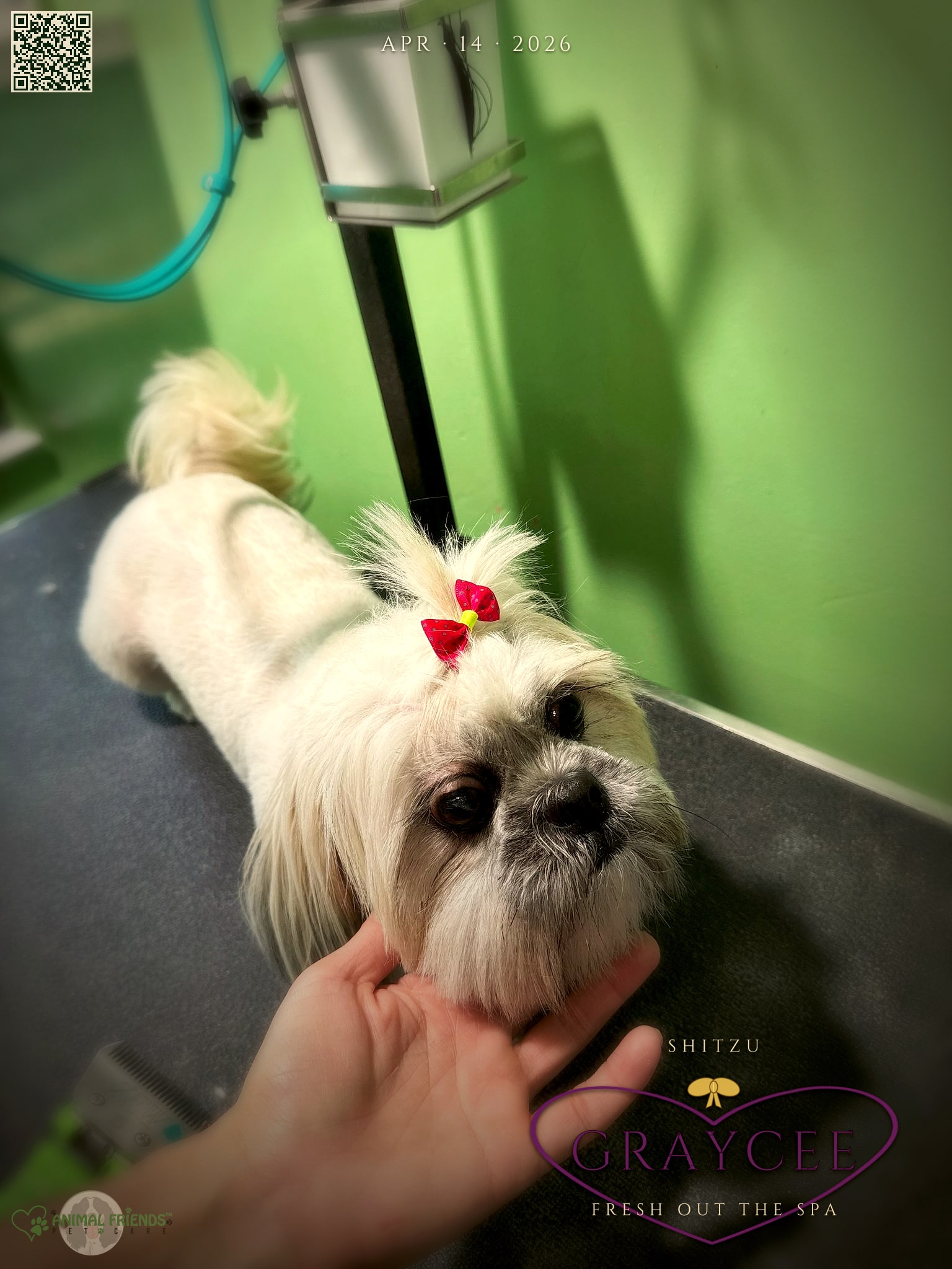graycee - Grooming at Animal Friends Pet Care