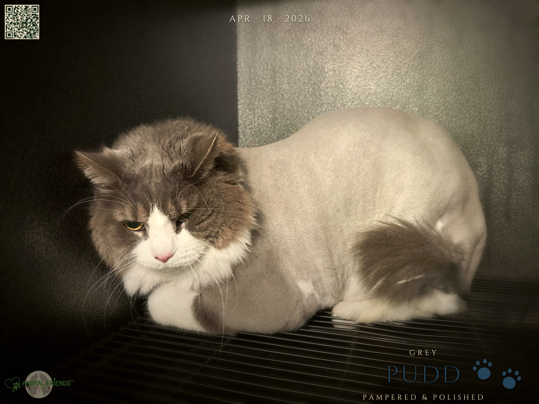 Pudd - Grooming at Animal Friends Pet Care