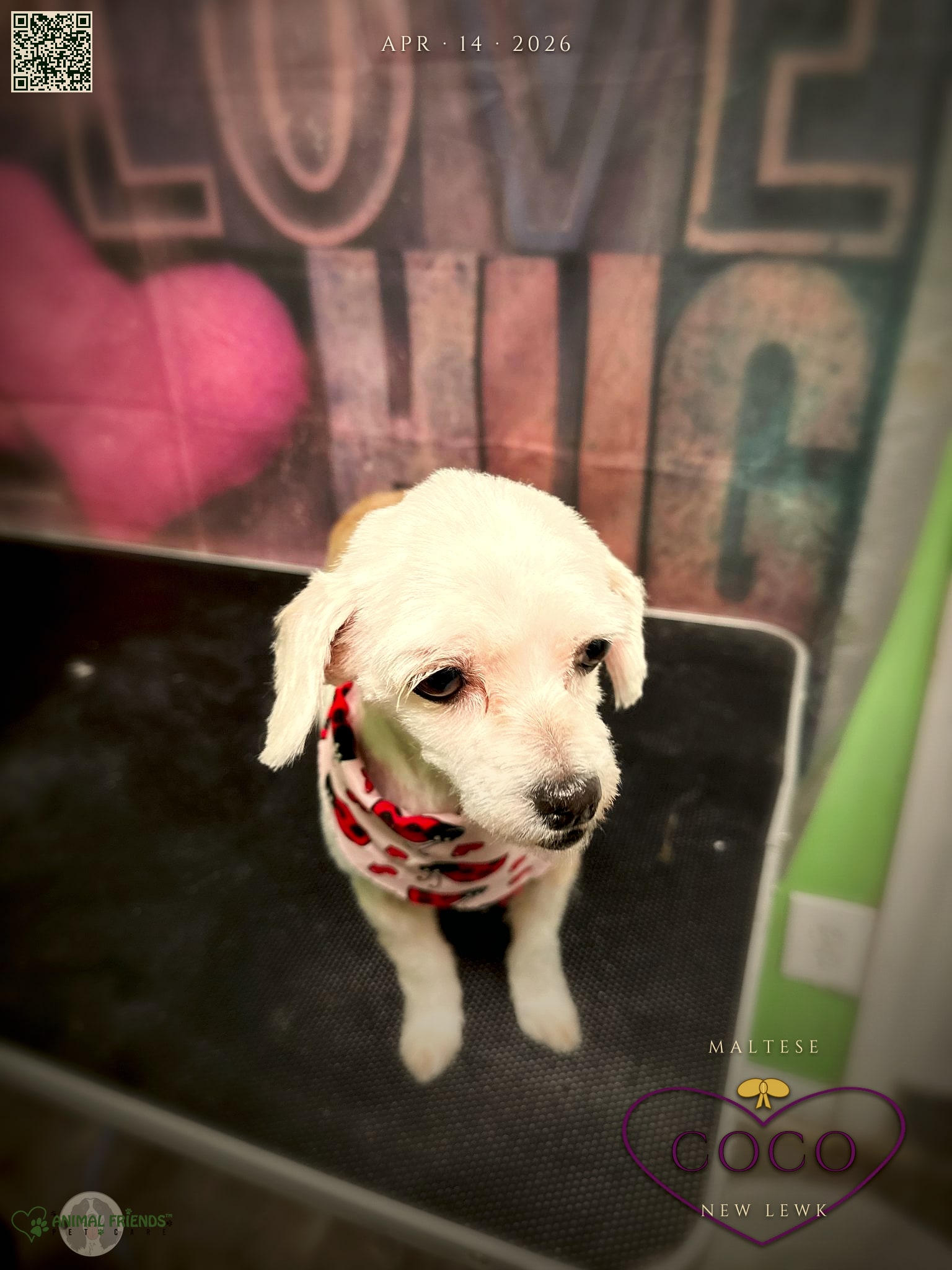 Coco - Grooming at Animal Friends Pet Care