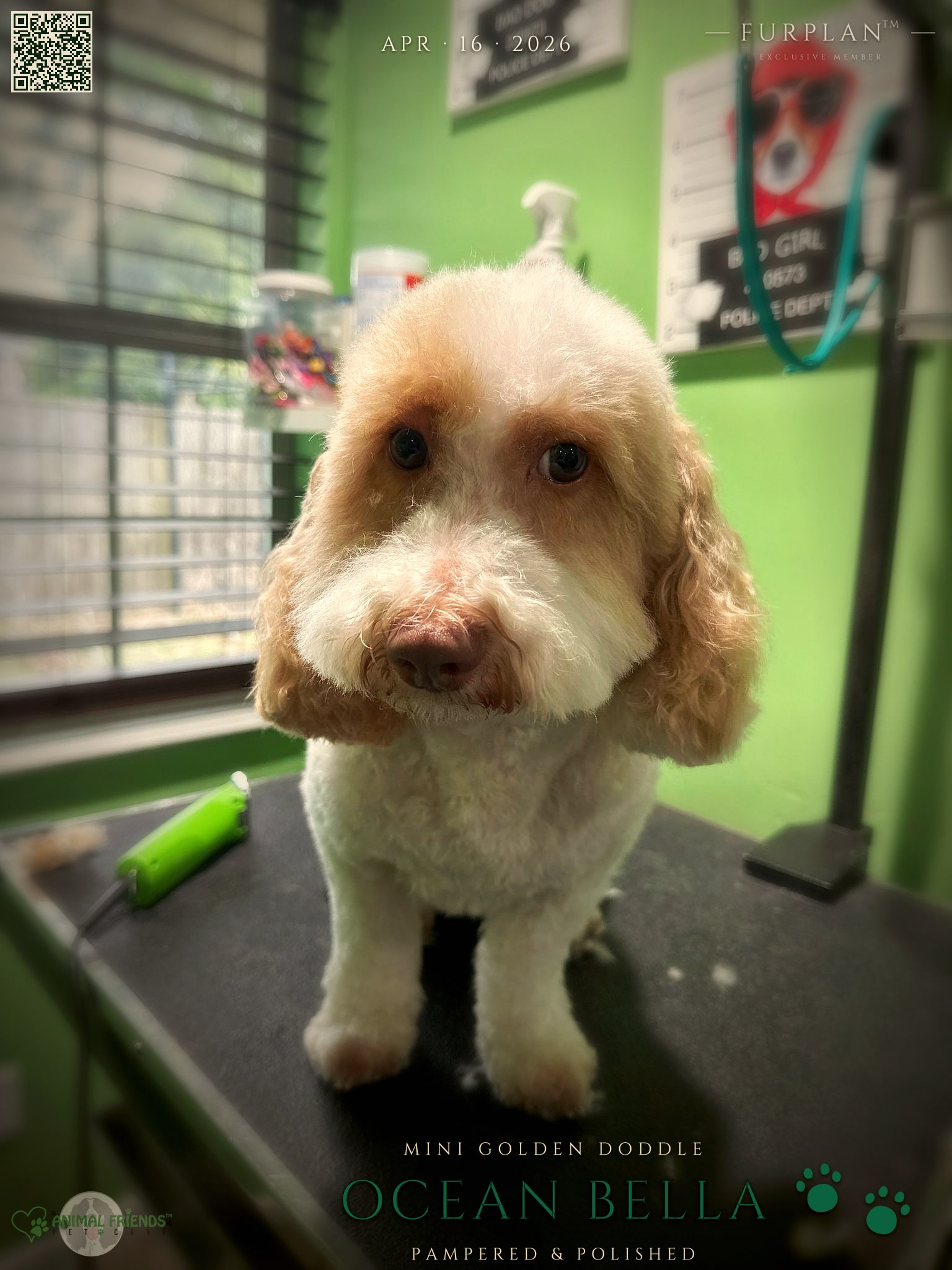 Ocean Bella - Grooming at Animal Friends Pet Care