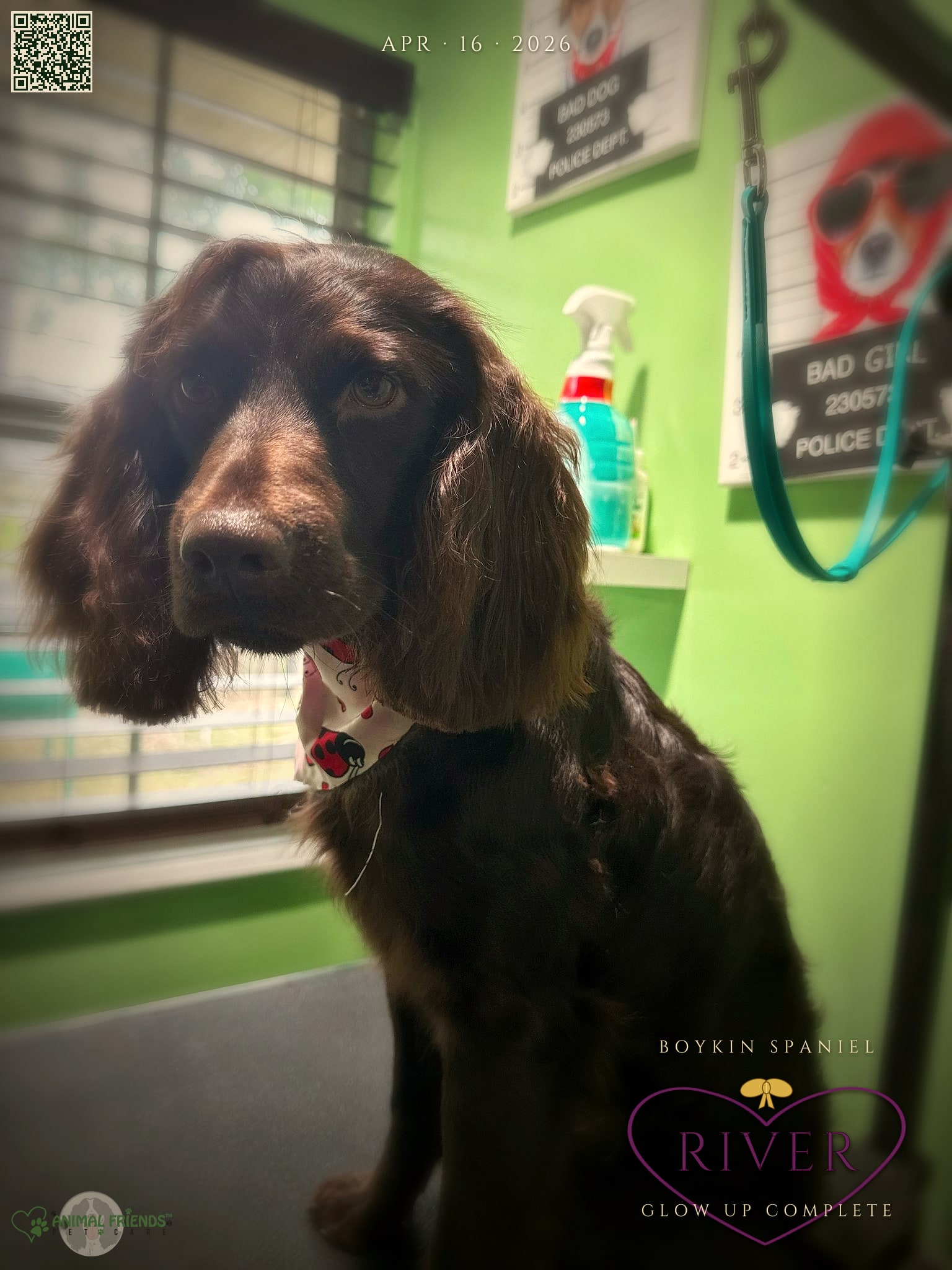 River - Grooming at Animal Friends Pet Care