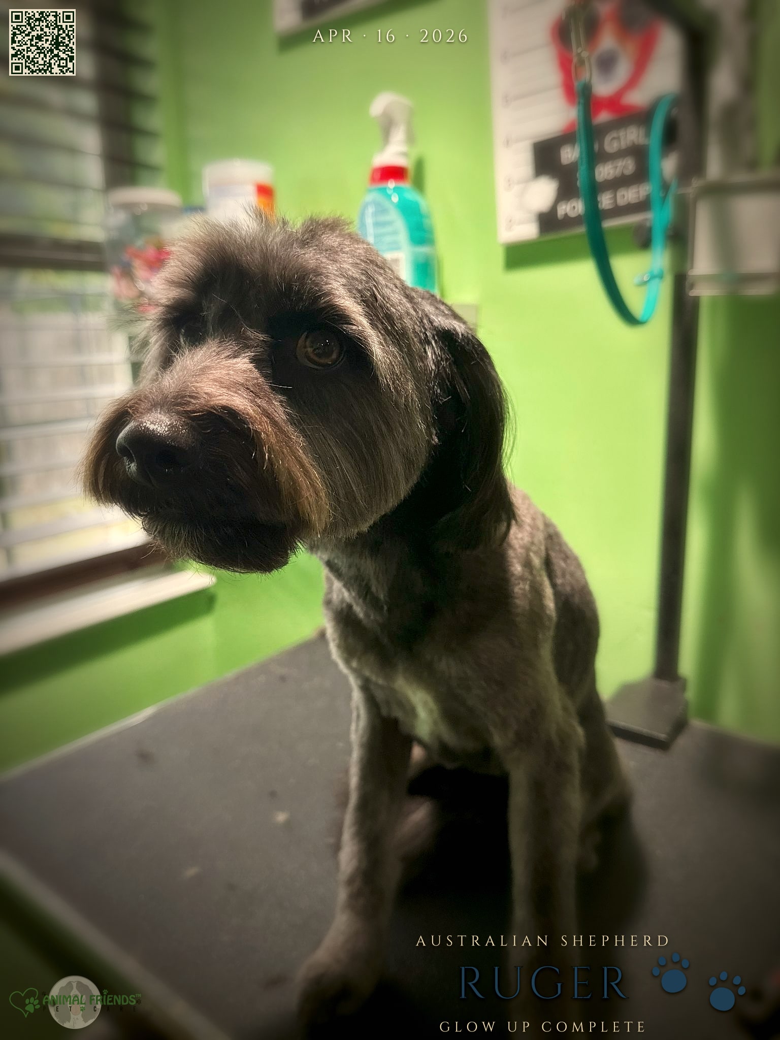Ruger - Grooming at Animal Friends Pet Care