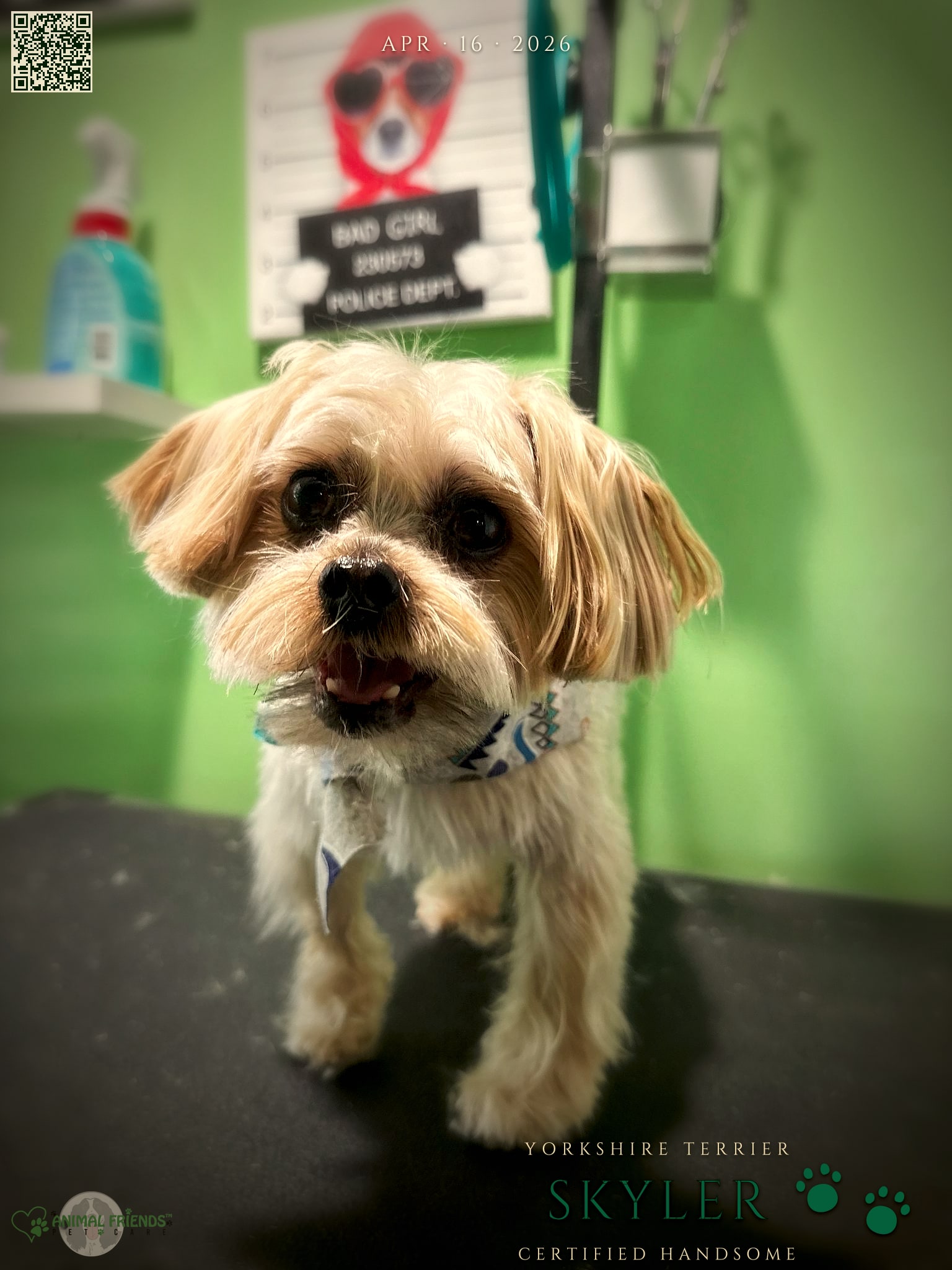 Skyler - Grooming at Animal Friends Pet Care