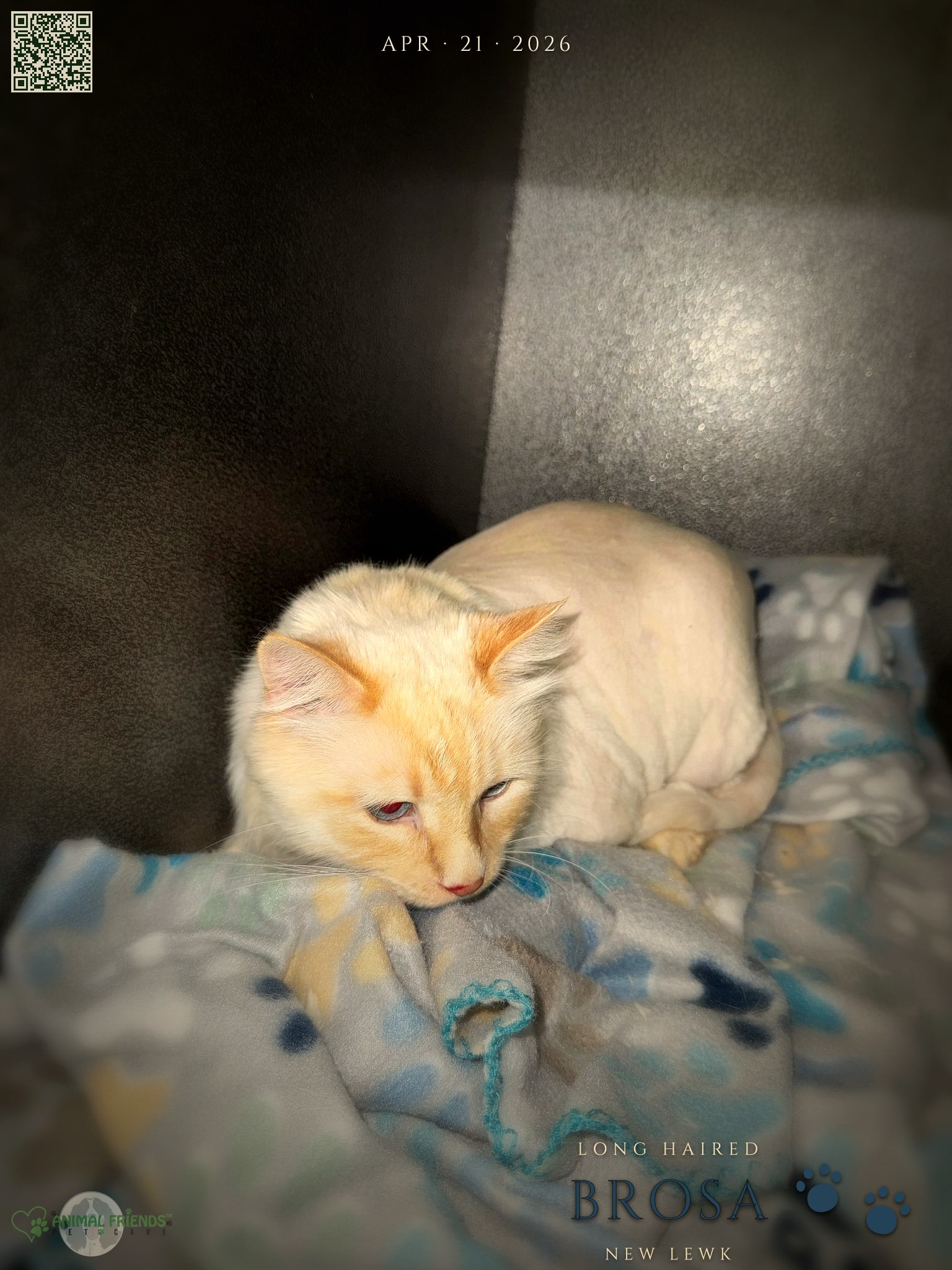 brosa - Grooming at Animal Friends Pet Care