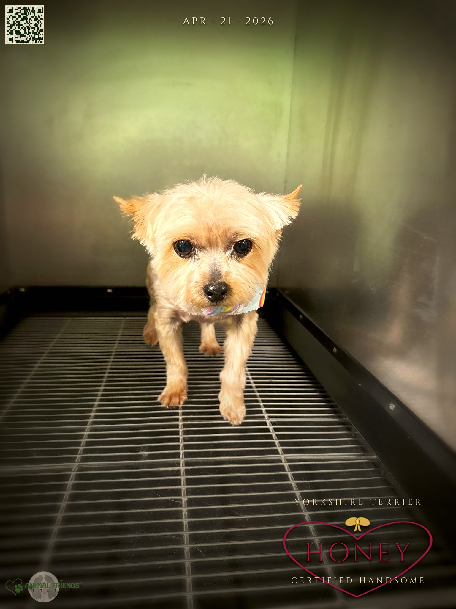 Honey - Grooming at Animal Friends Pet Care