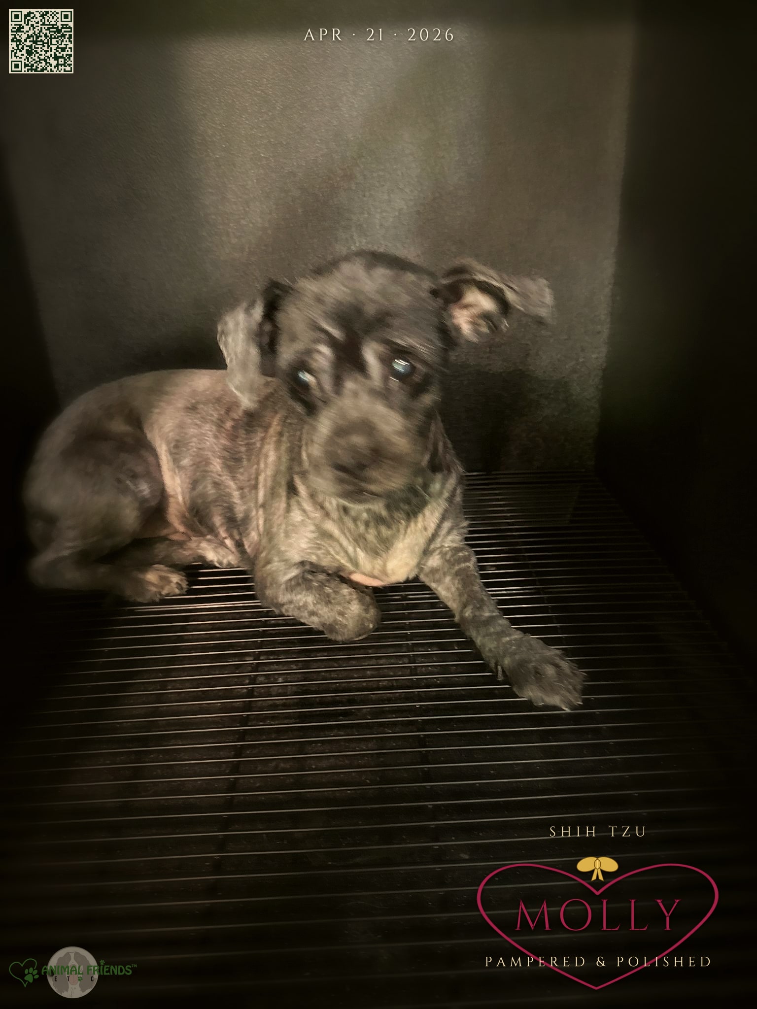 Molly - Grooming at Animal Friends Pet Care