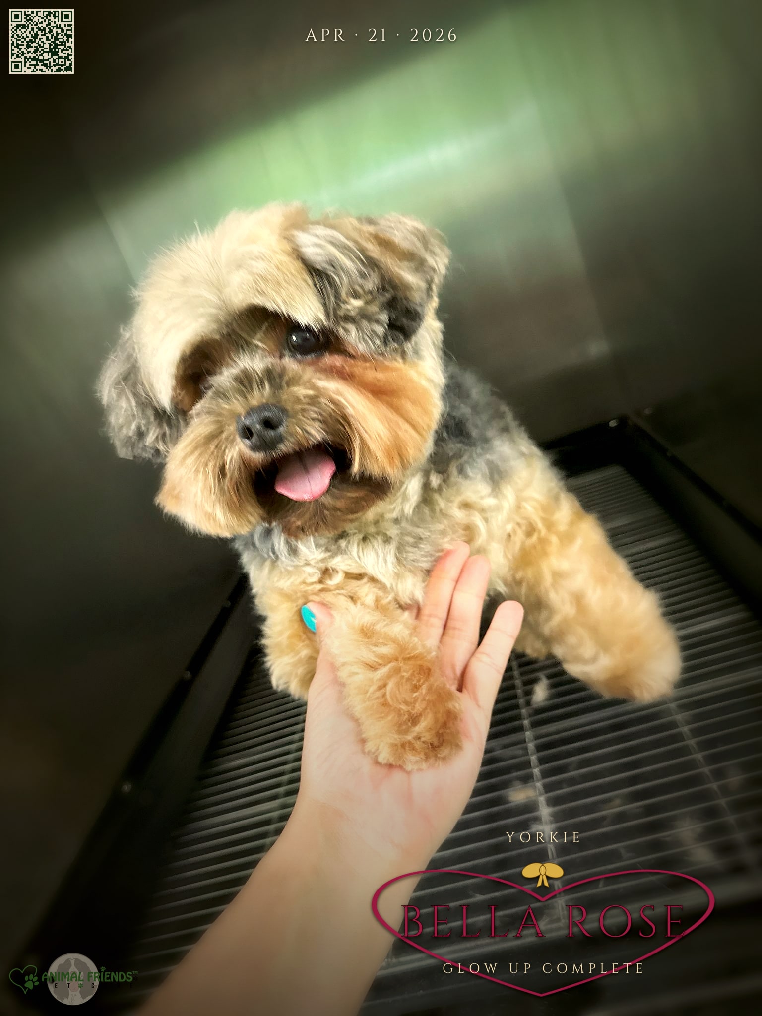 Bella Rose - Grooming at Animal Friends Pet Care