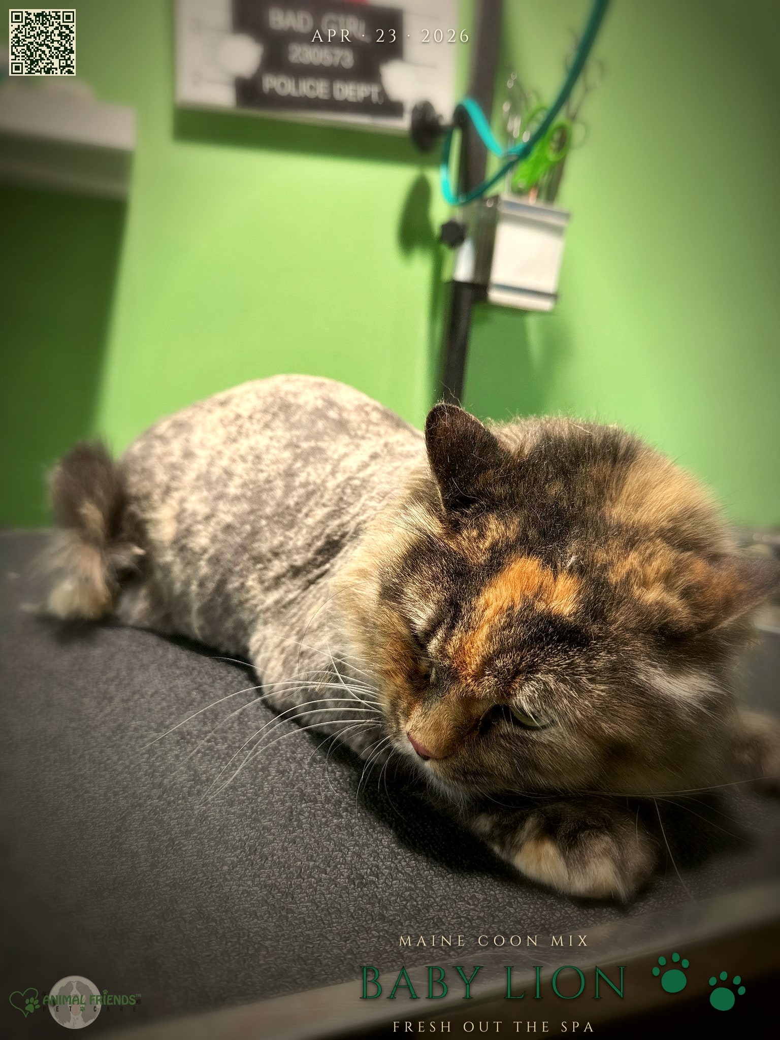 Baby Lion - Grooming at Animal Friends Pet Care
